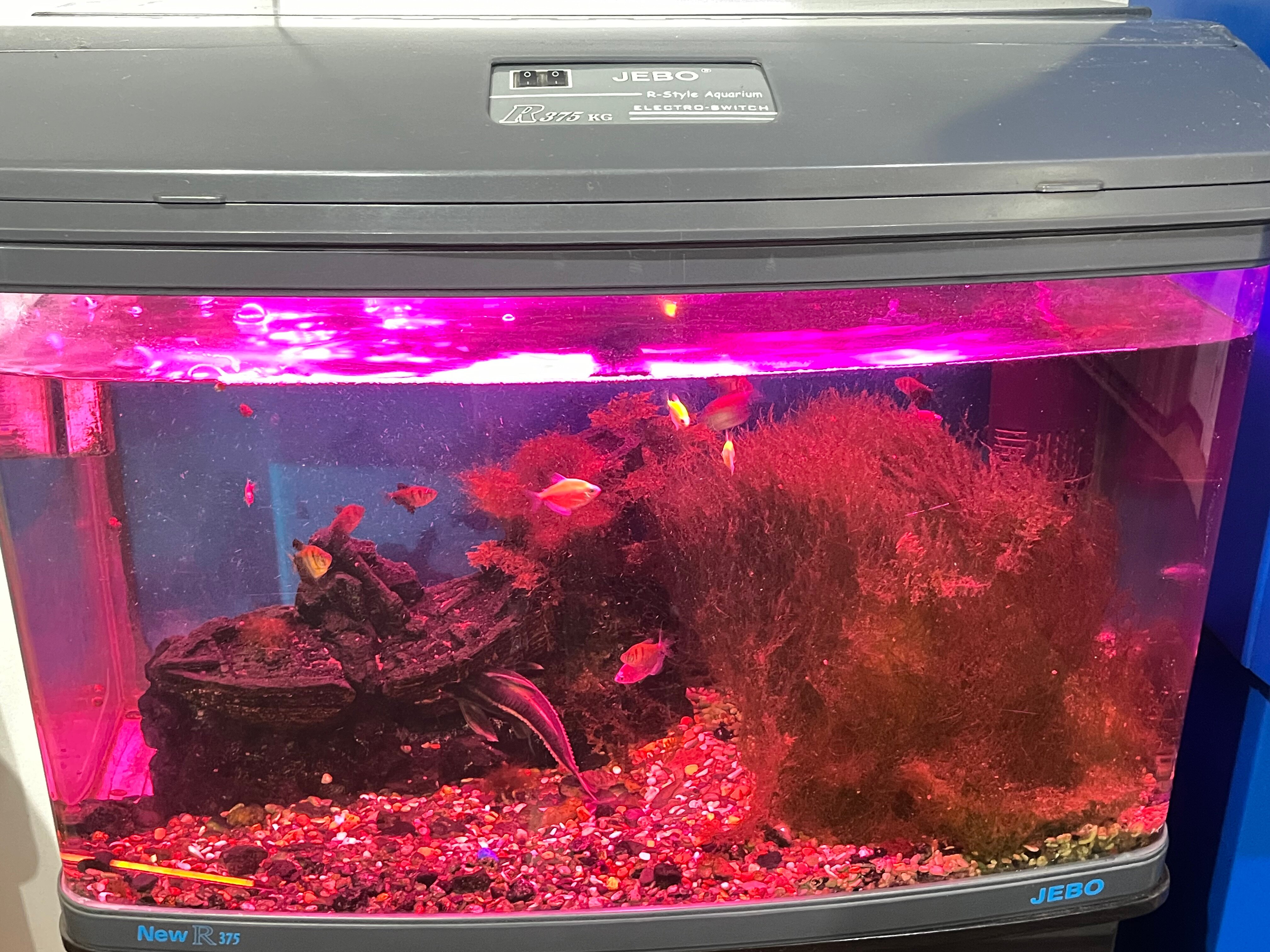 Фото Эльдорадо