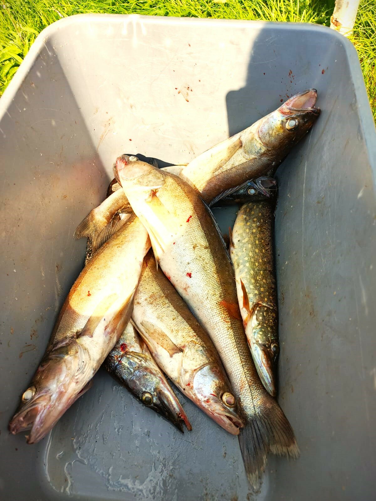 Фото Водлозеро