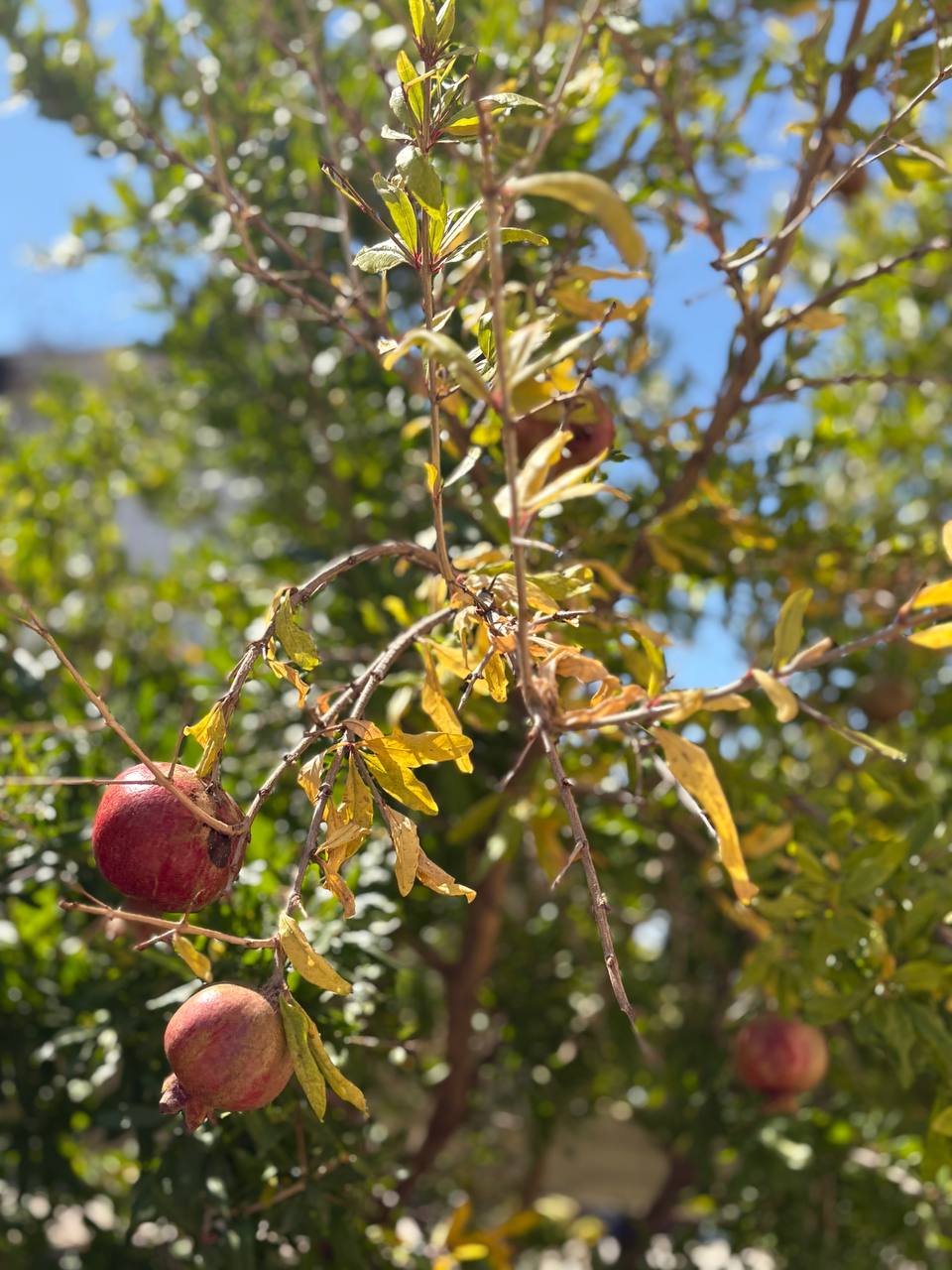 Фото Звездный