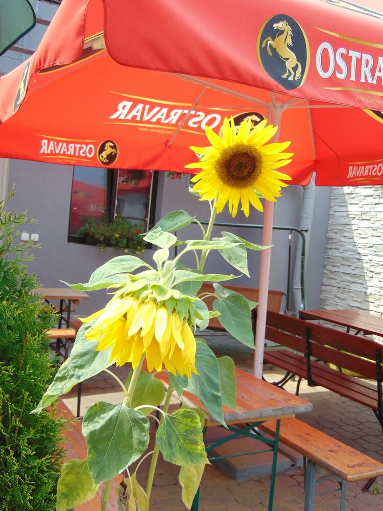 Фото Hotel Isora