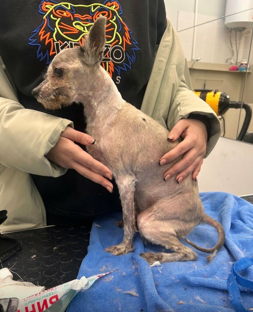 Pet salon Четыре Лапы Груминг, Pavlovskiy Posad, photo