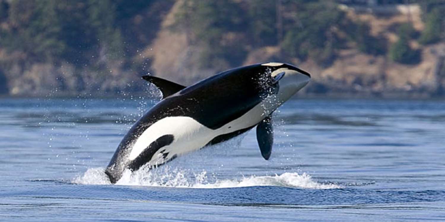 Фото DoubleTree by Hilton Hotel & Suites Victoria