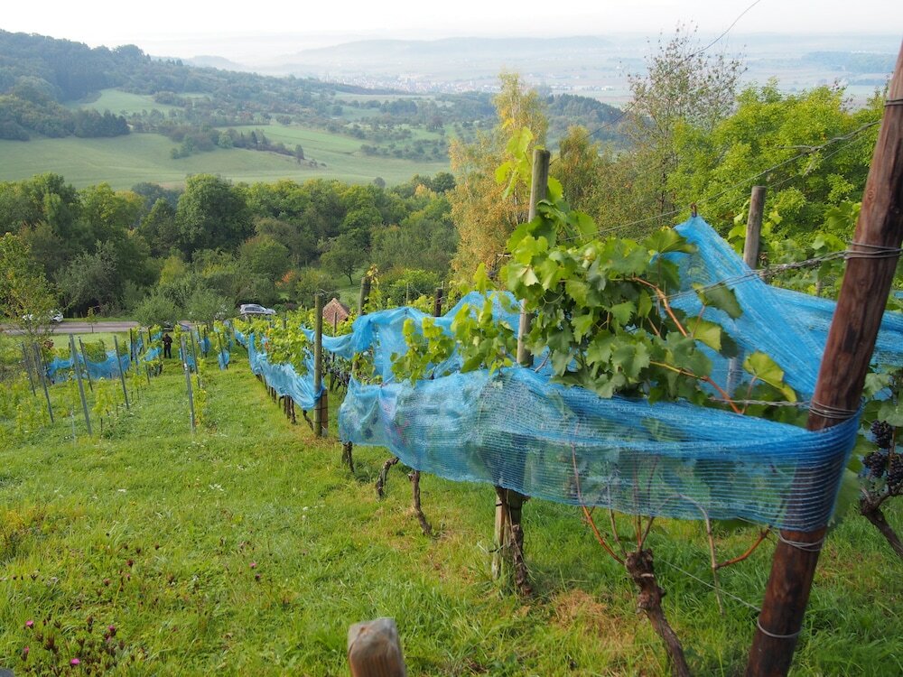 Фото Ringhotel Gasthof Hasen Herrenberg