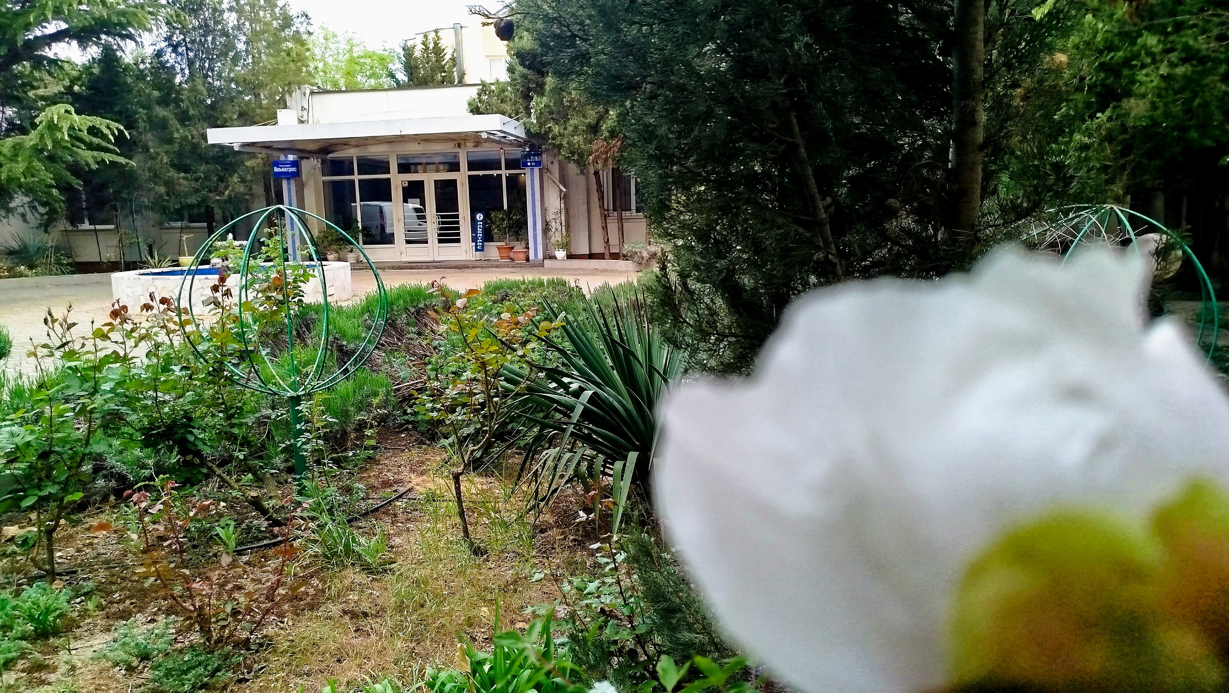 Фото Альбатрос