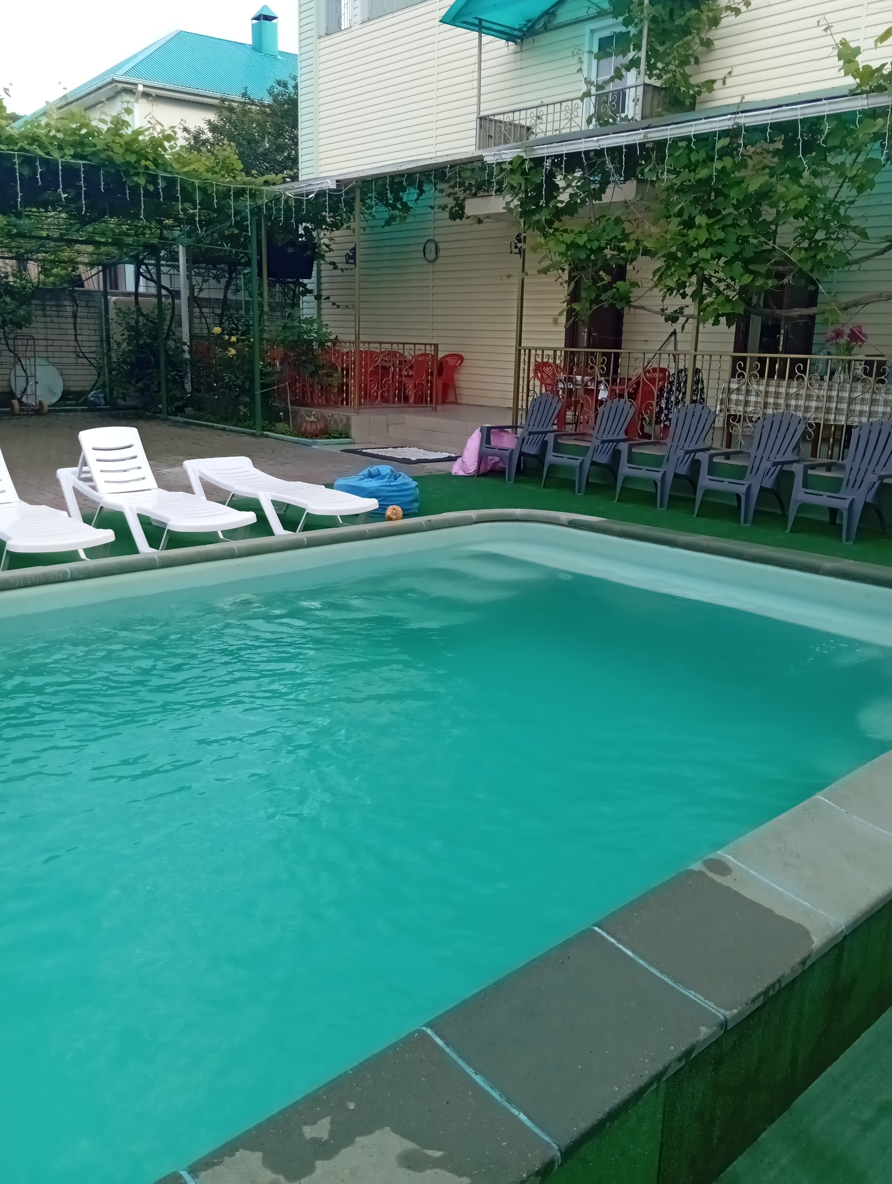 Фото Серебристая Чайка