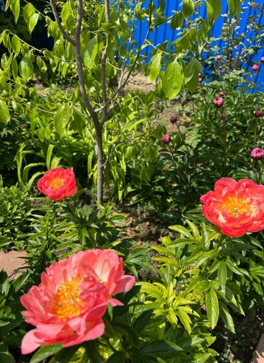 Фото Моника