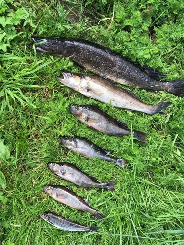 Иное жильё Медвежья Лапа в Суоярвском районе