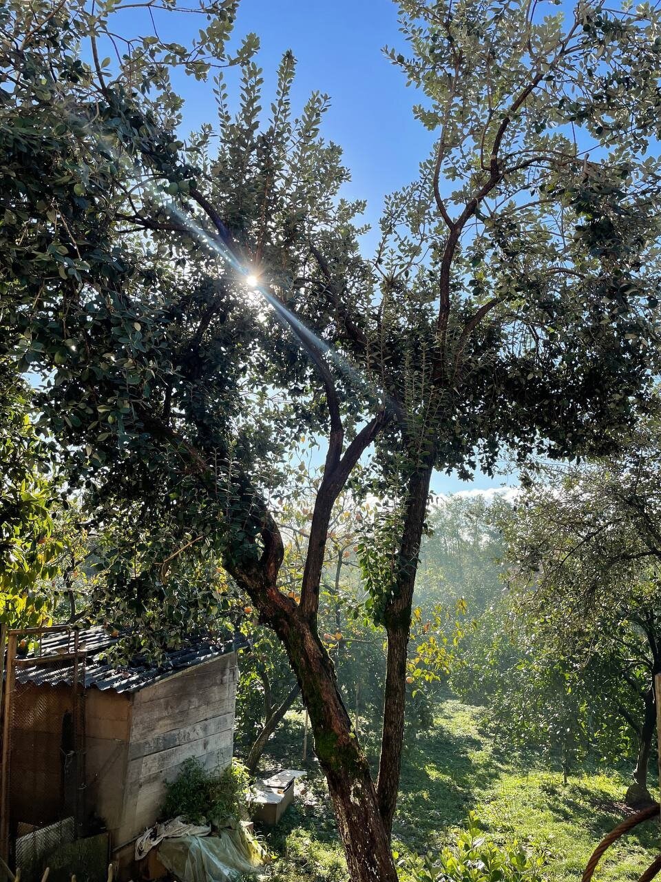 Фото У старого винодела