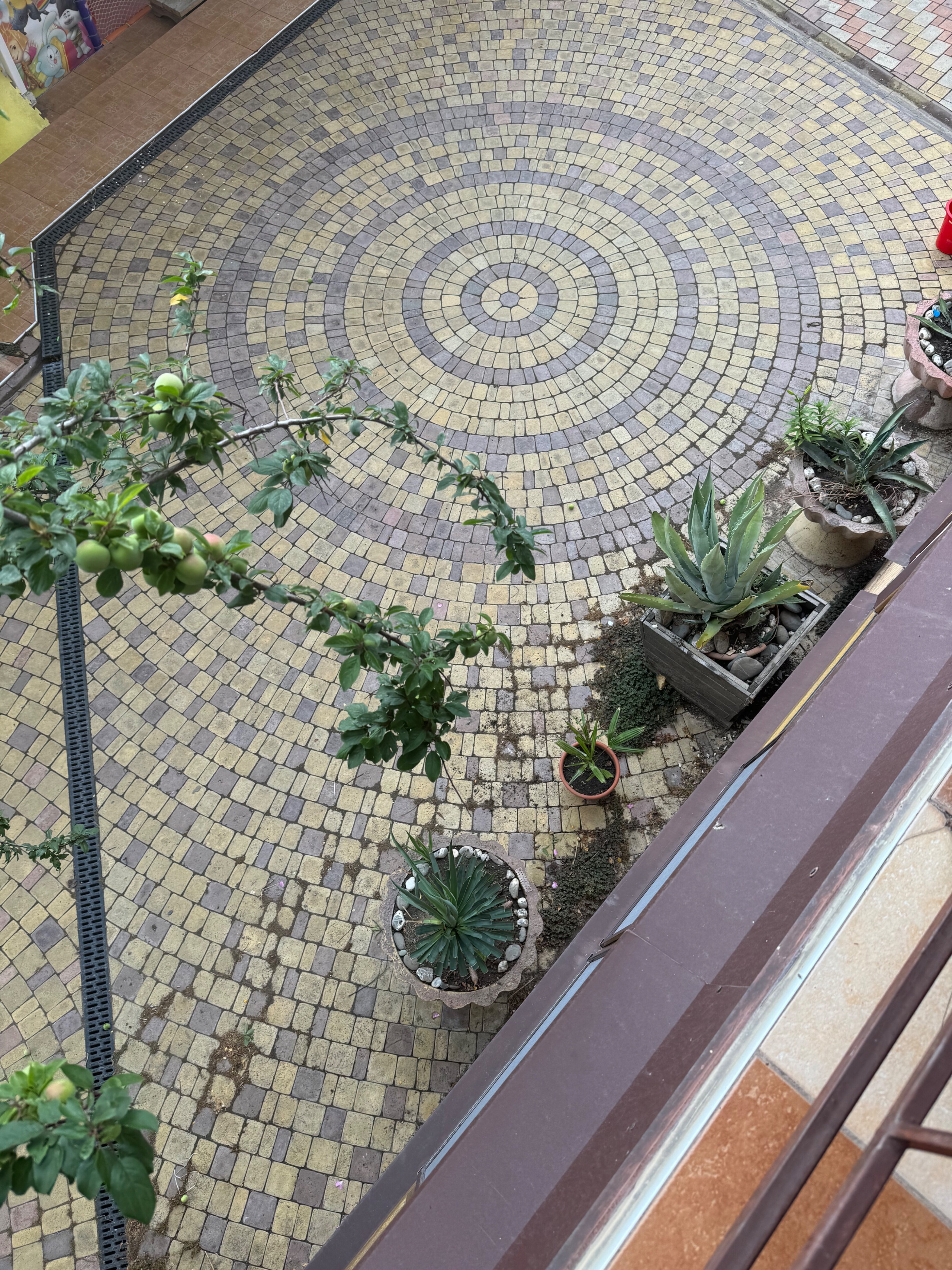 Фото Горная лаванда