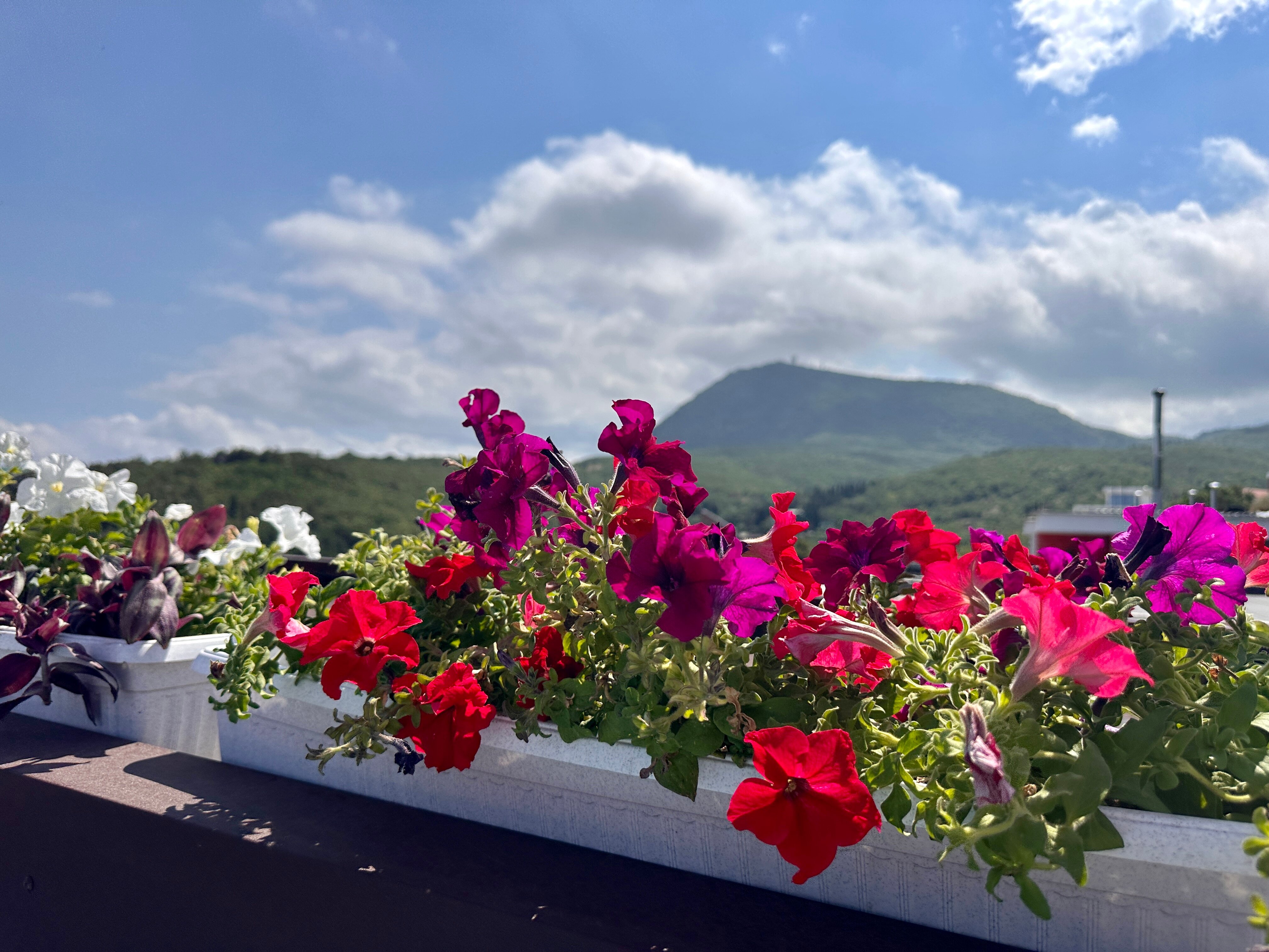 Фото Розов хутор