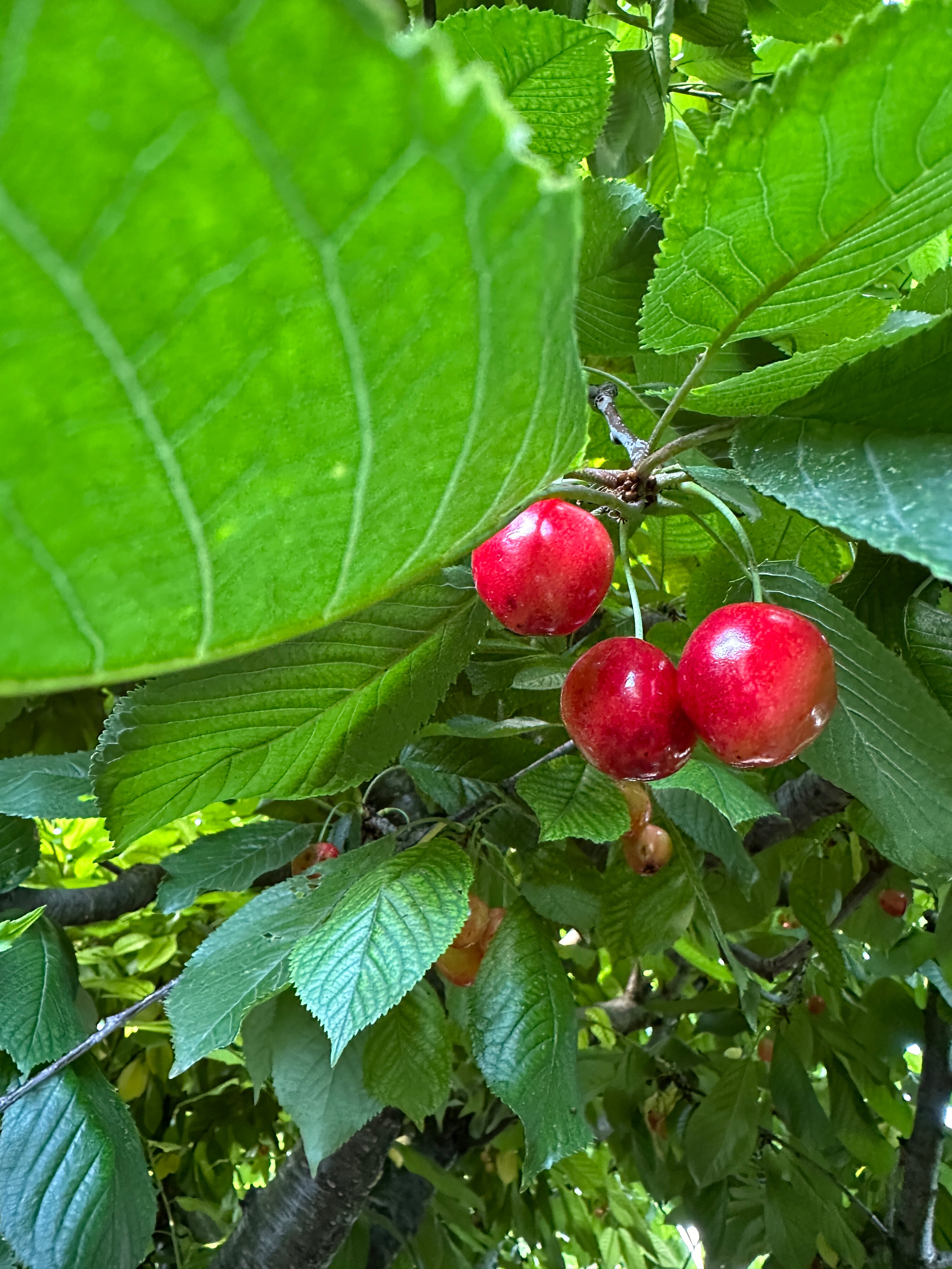 Фото Green House
