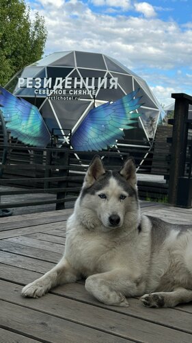 Глэмпинг Резиденция Северное Сияние в Мурманской области