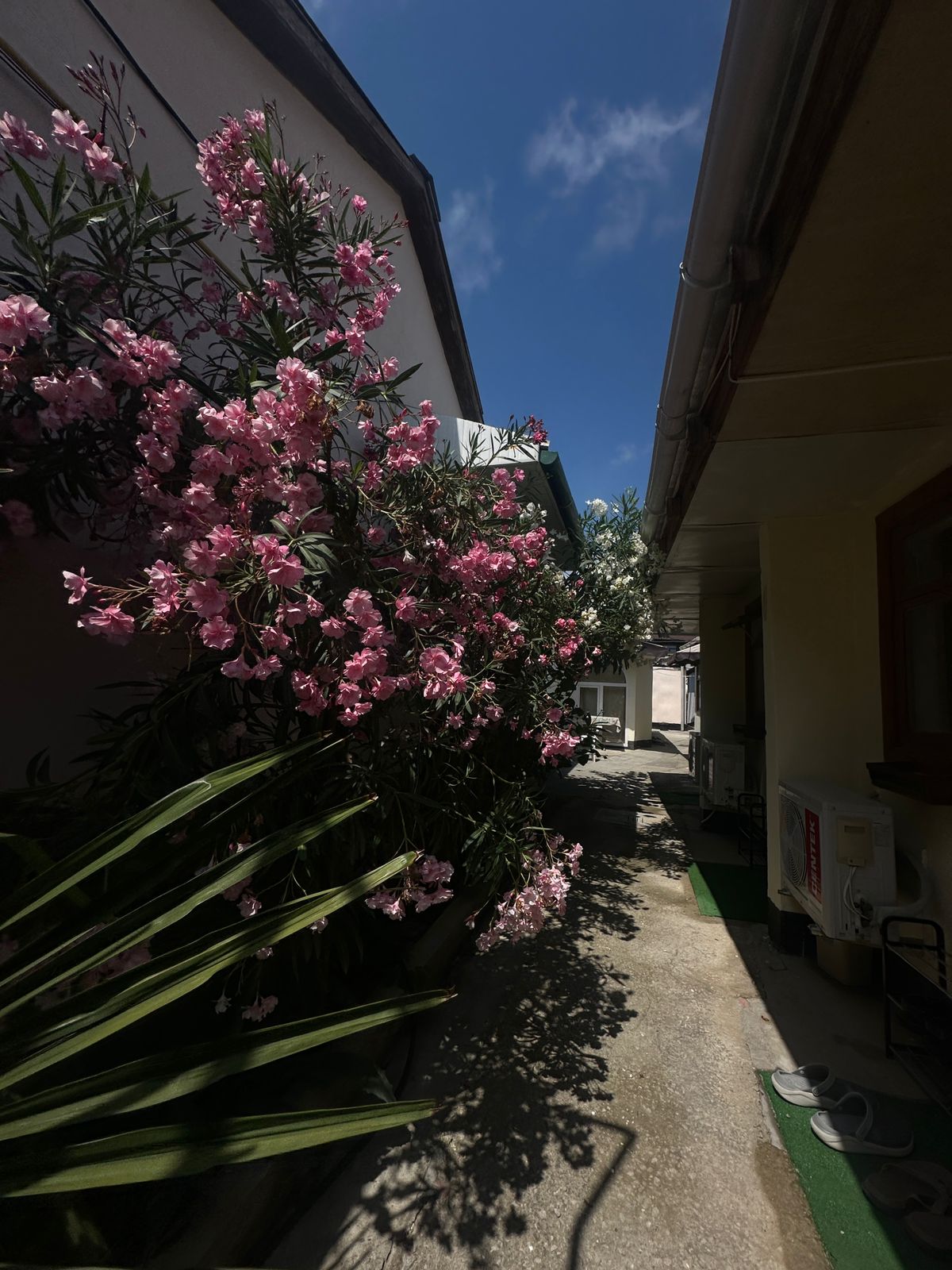 Фото У Дианы