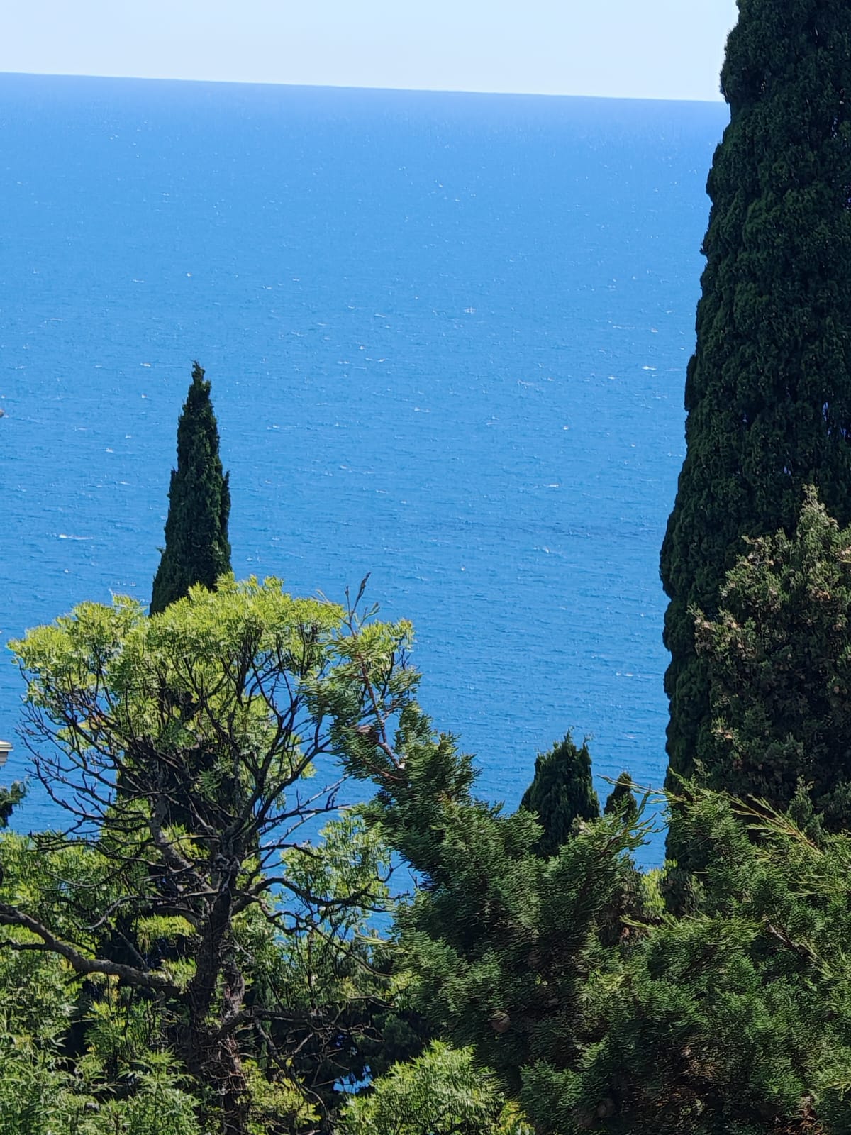 Фото Южный Кедр