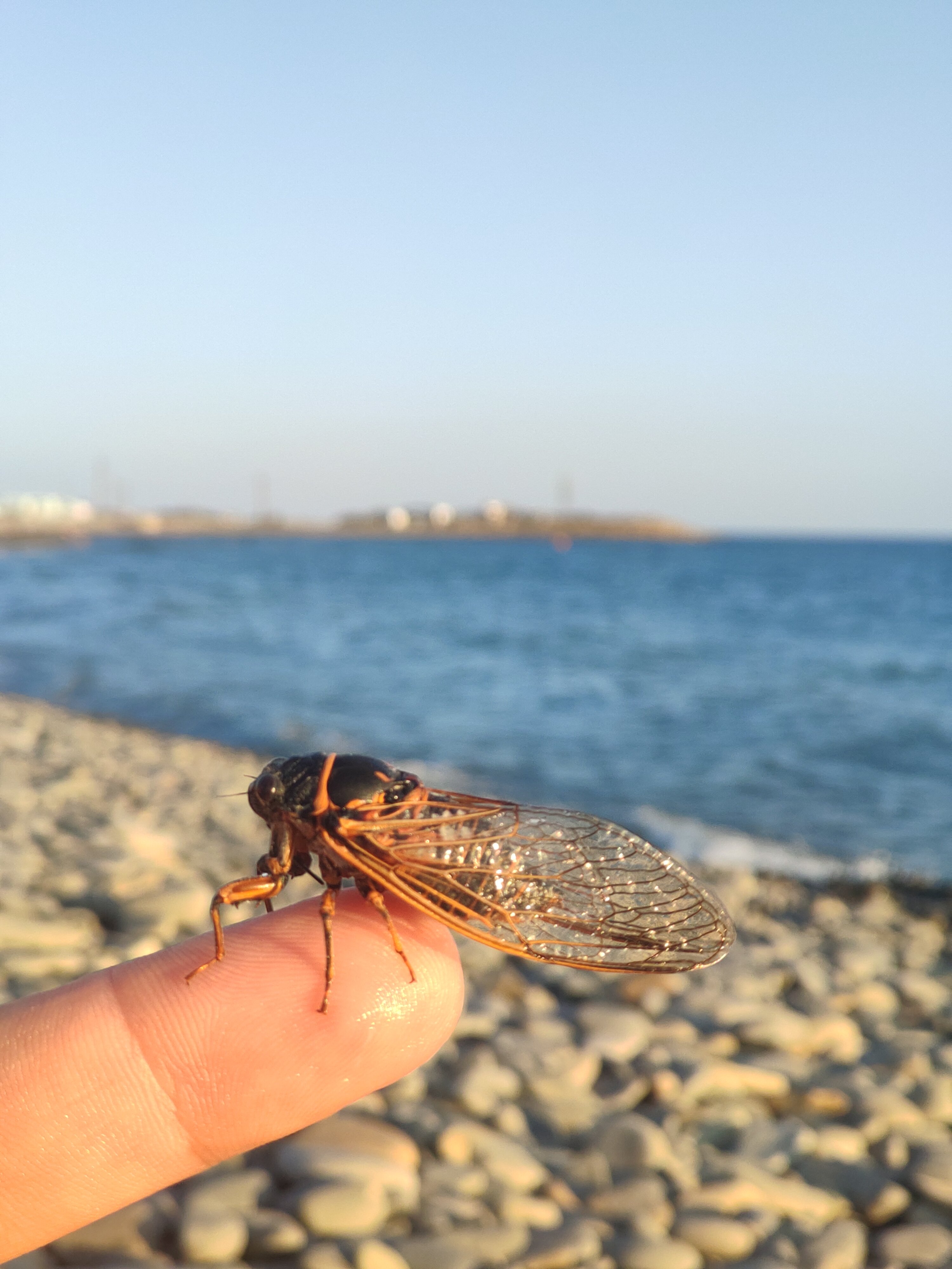 Фото Дубрава Малый Утриш