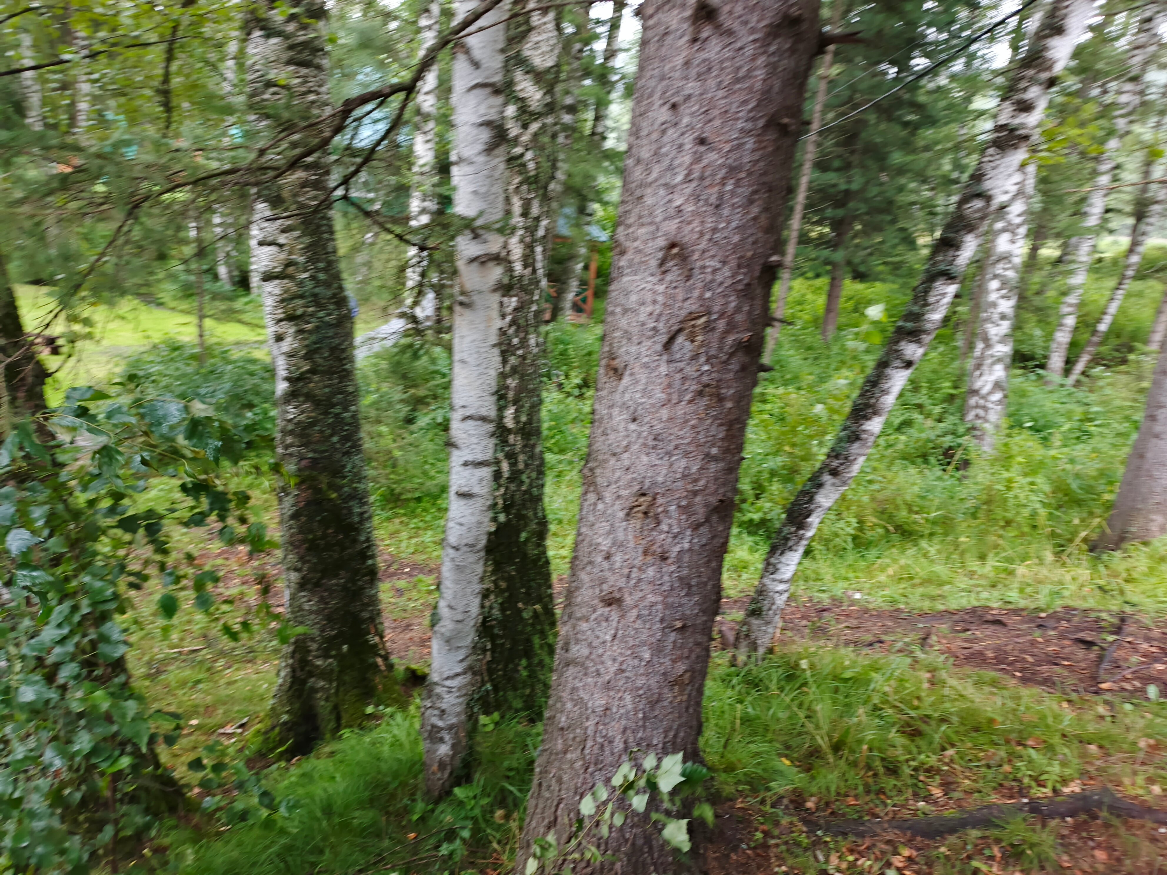 Фото Фазенда