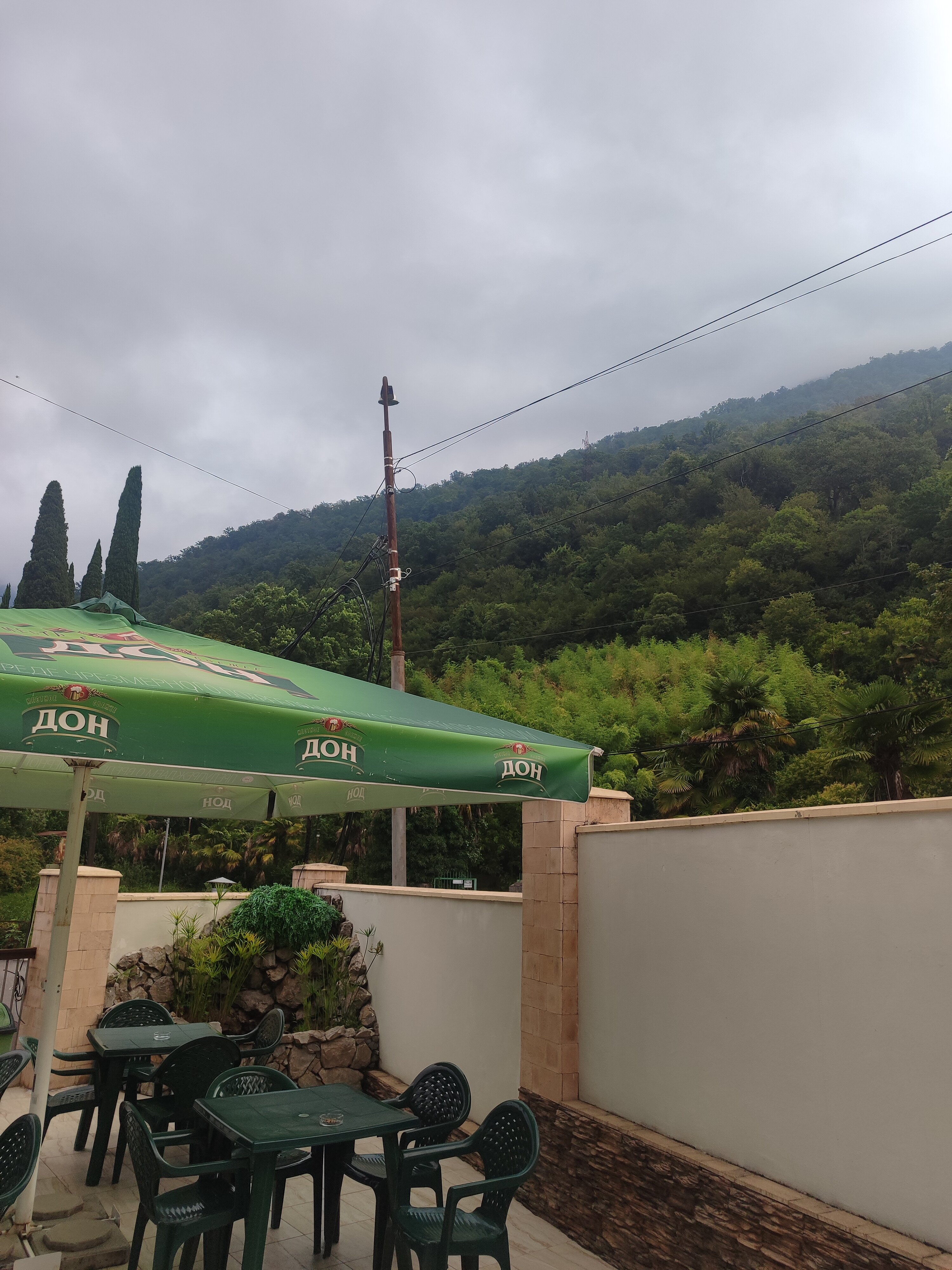 Фото Пальма