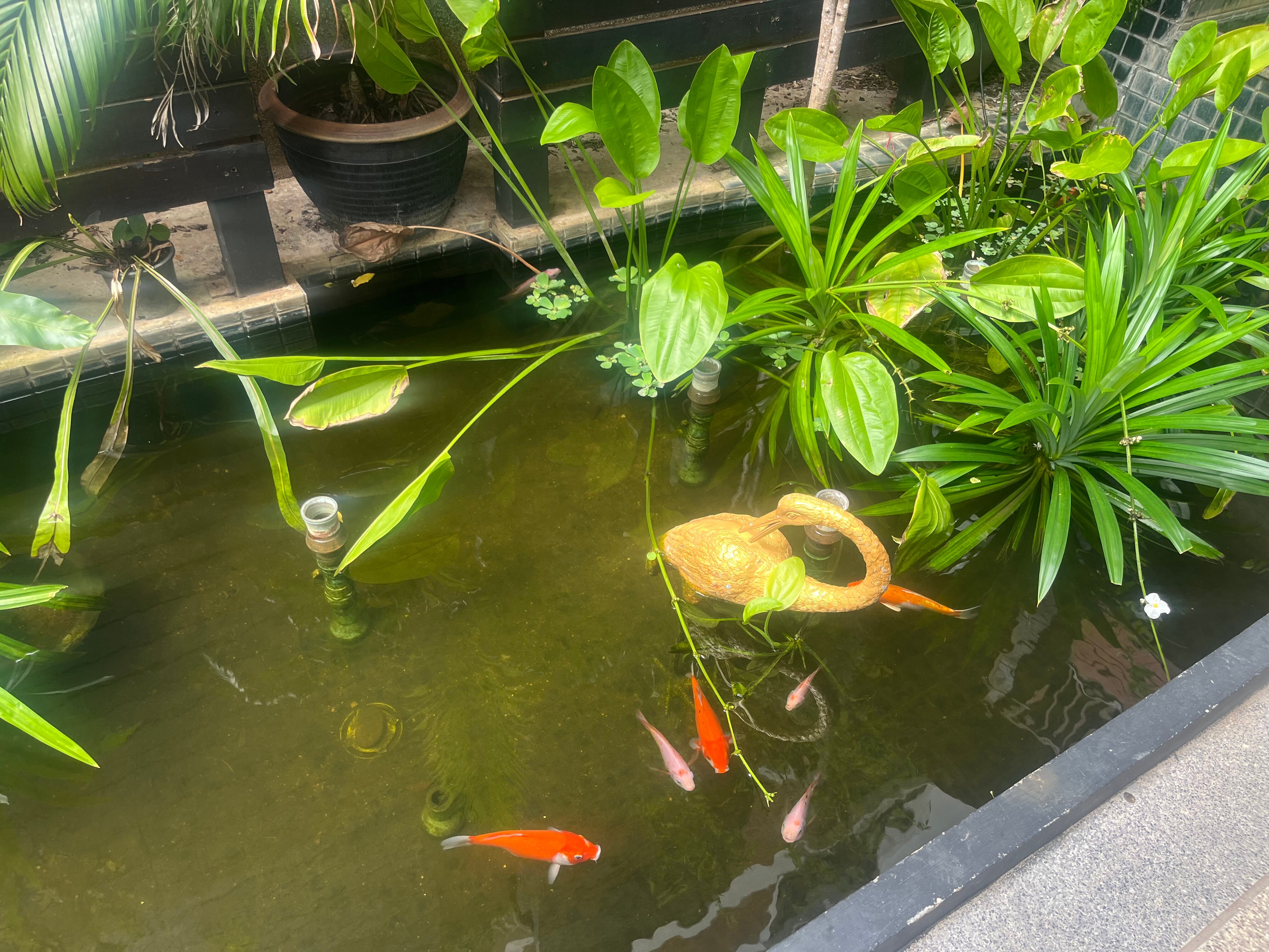 Фото Peach Blossom Resort & Pool Villa