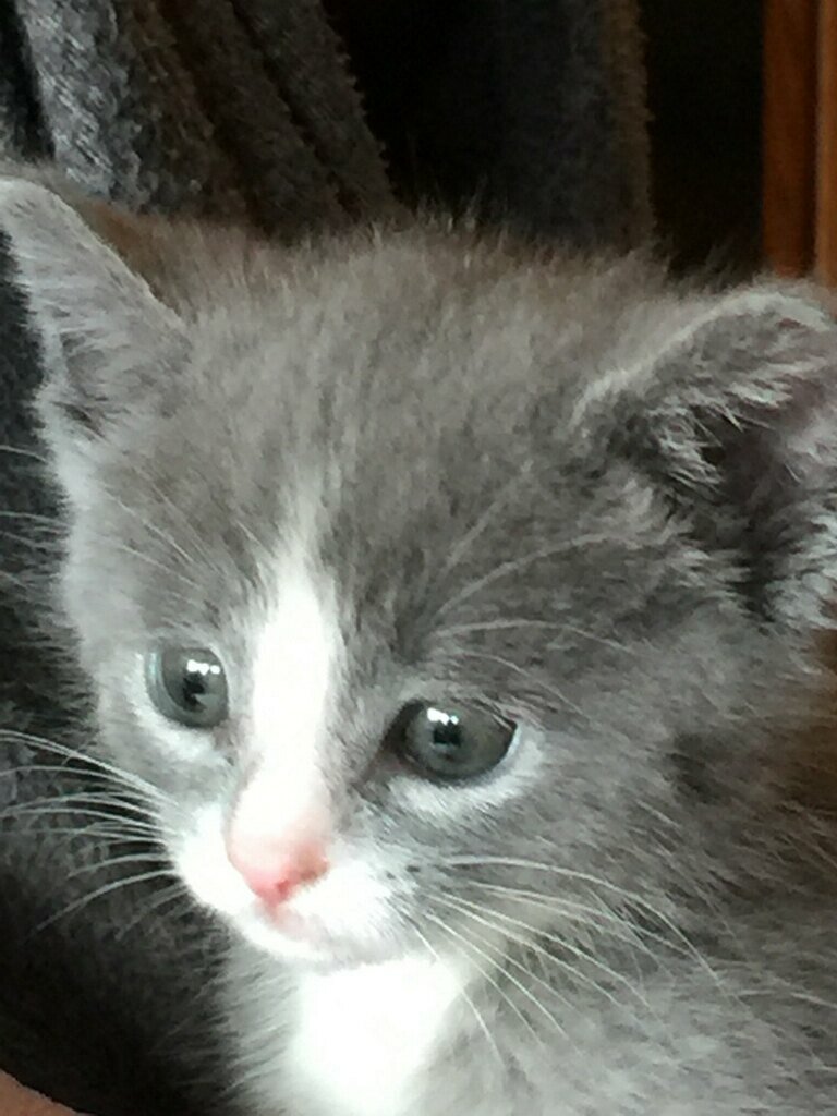 affordable veterinary care