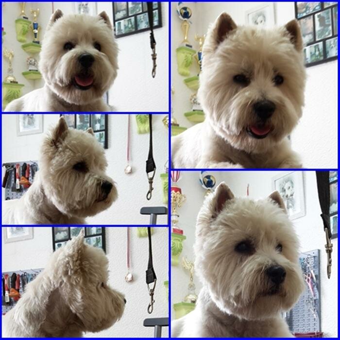 west highland white terrier