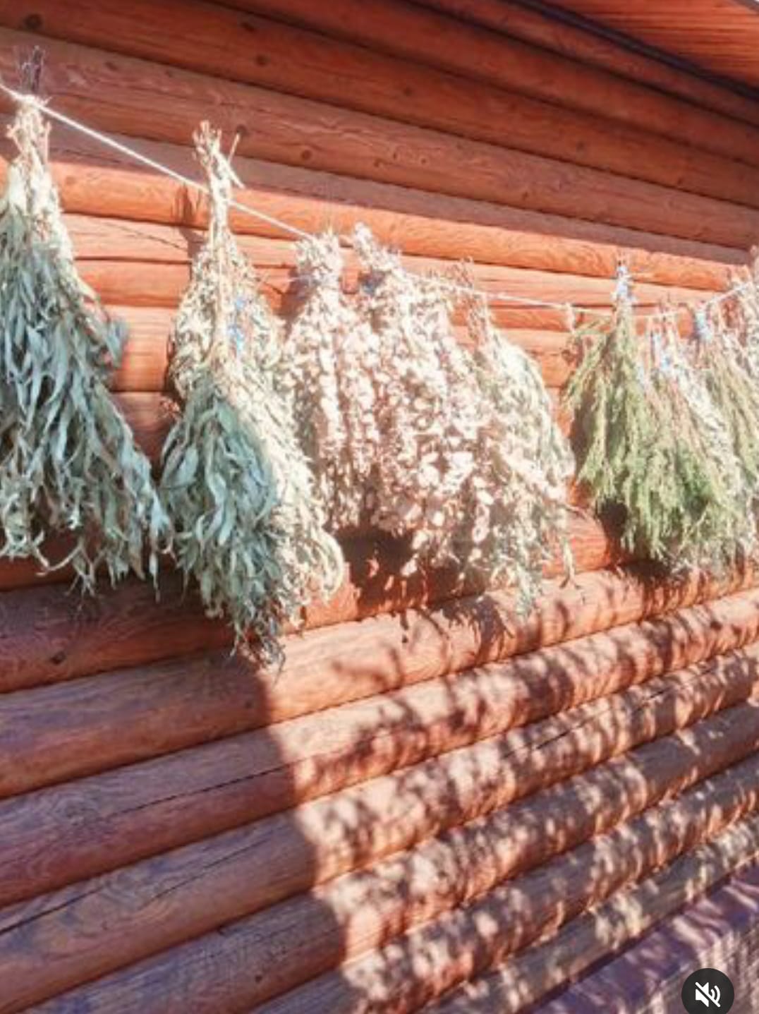 Фото Вербена