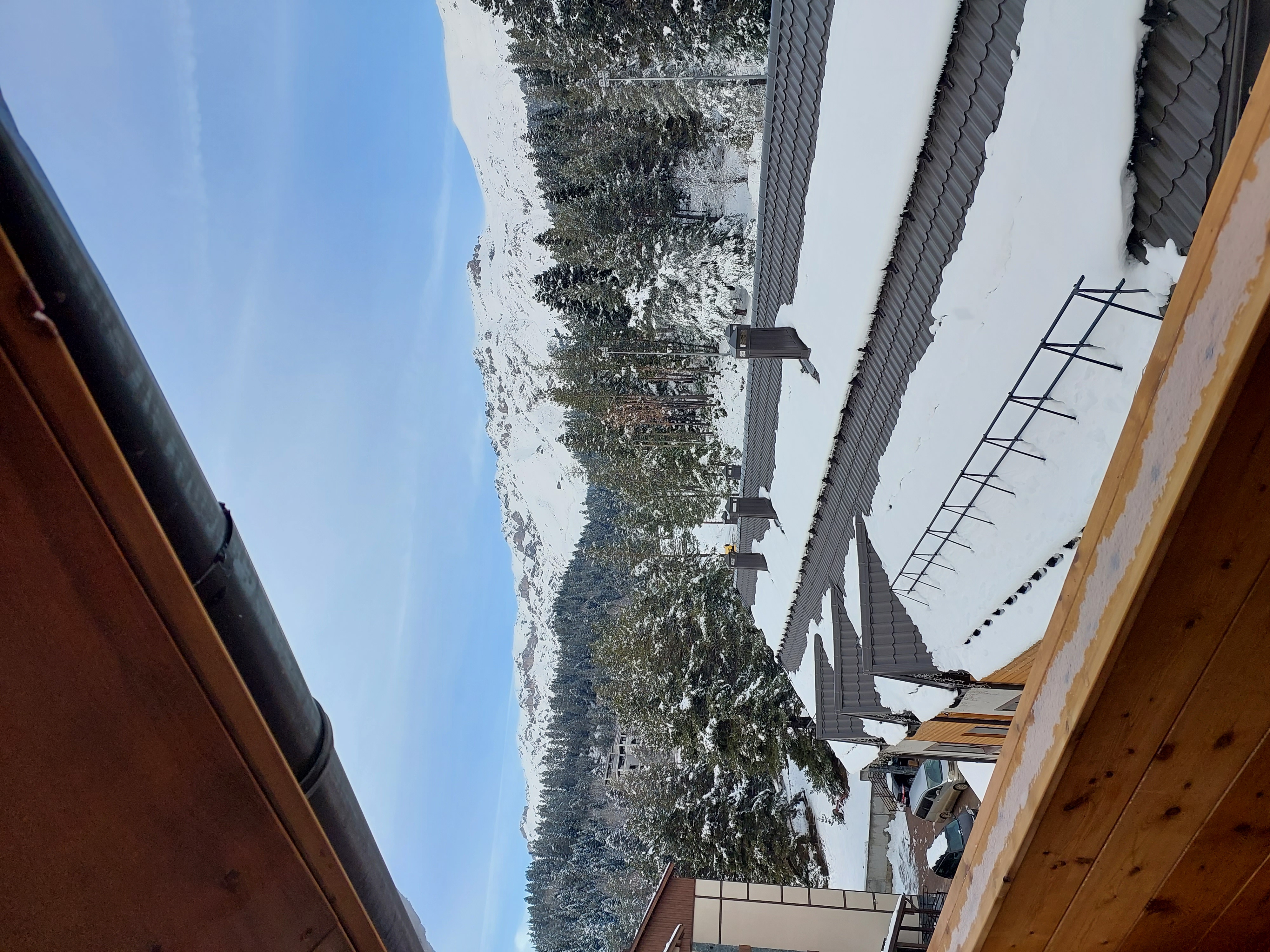 Фото Гризли