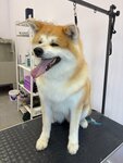 Mon Amour (posyolok gorodskogo tipa Andreyevka, Klubnaya ulitsa, 38А), pet salon