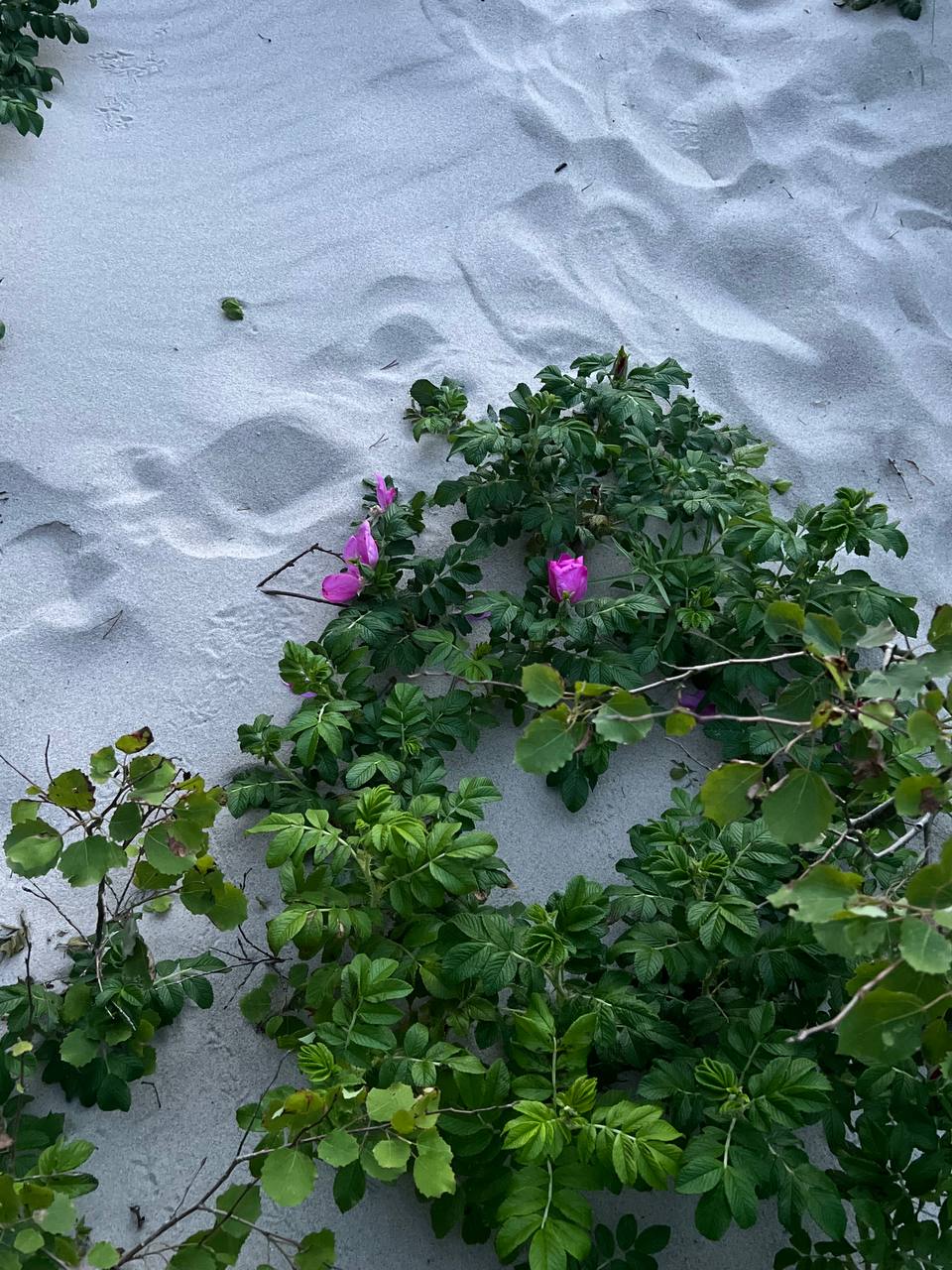 Фото Дача Loft