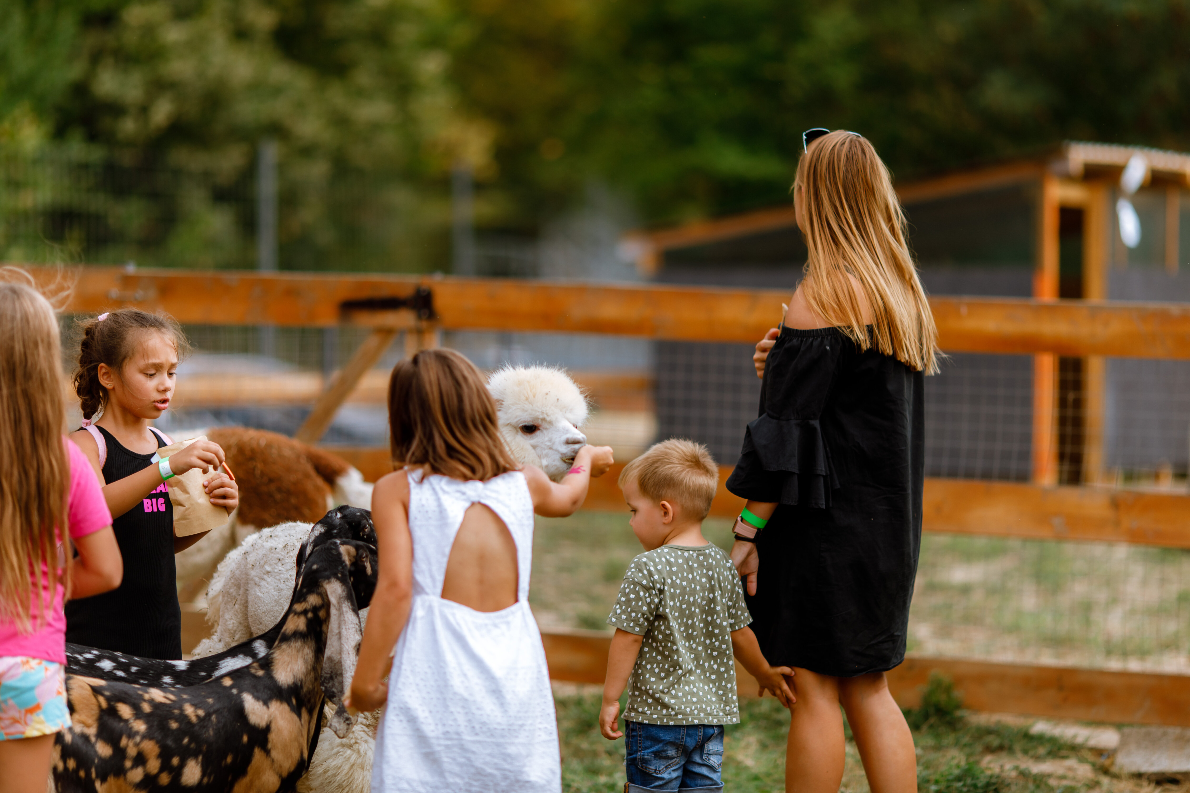 Фото Клевер Парк