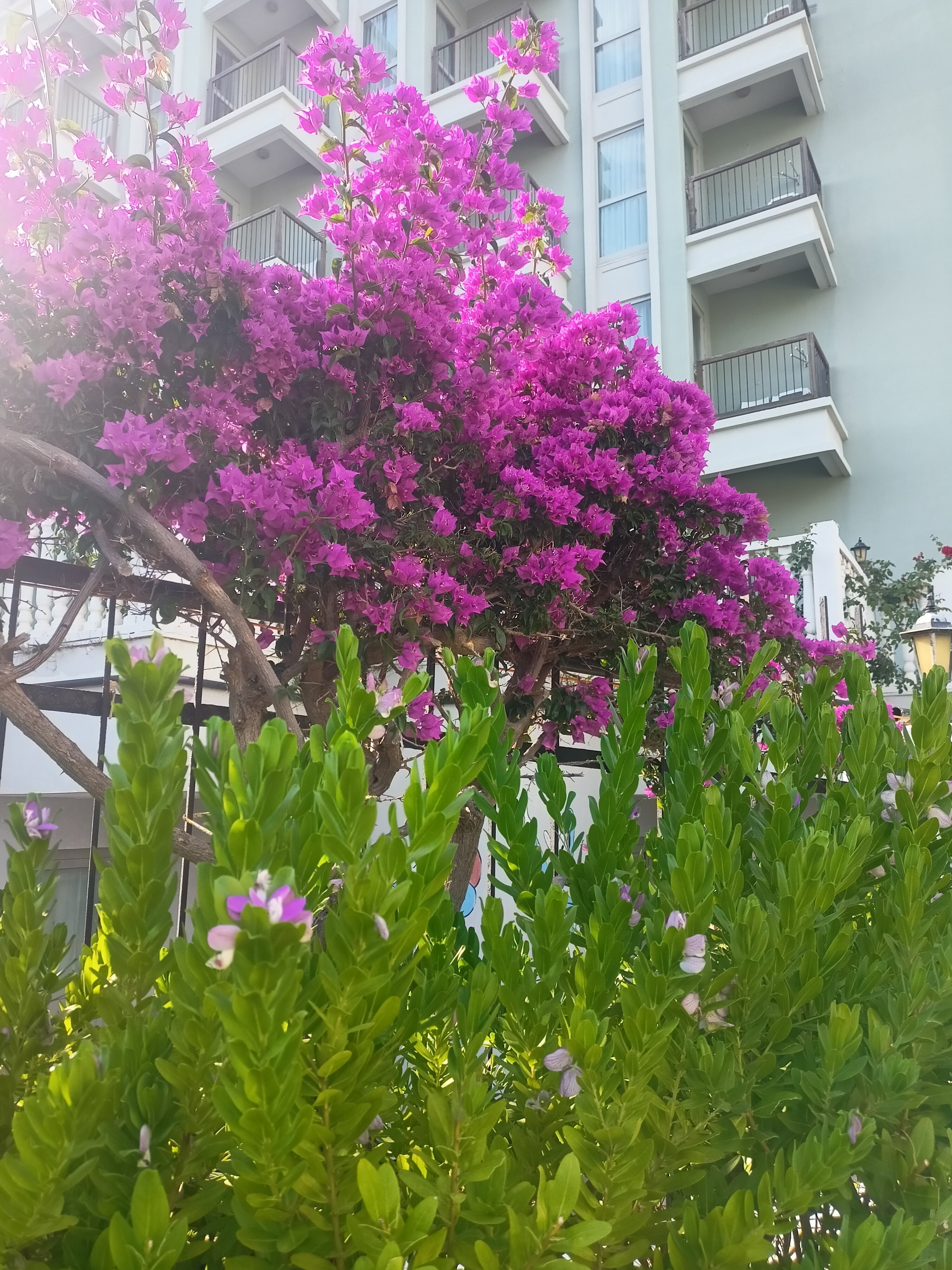 Фото Royal Atlantis SPA & Resort