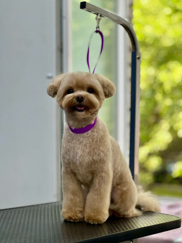 Зоосалон, зоопарикмахерская Safe Groom, Санкт‑Петербург, фото