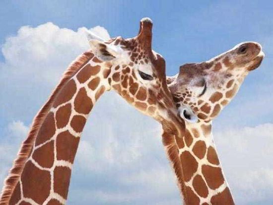 Фото San Diego Marriott Del Mar