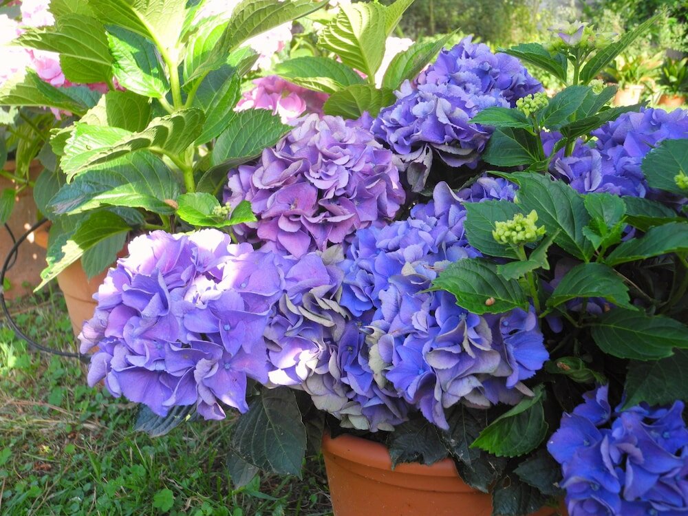 Фото Hotel Le Renaie