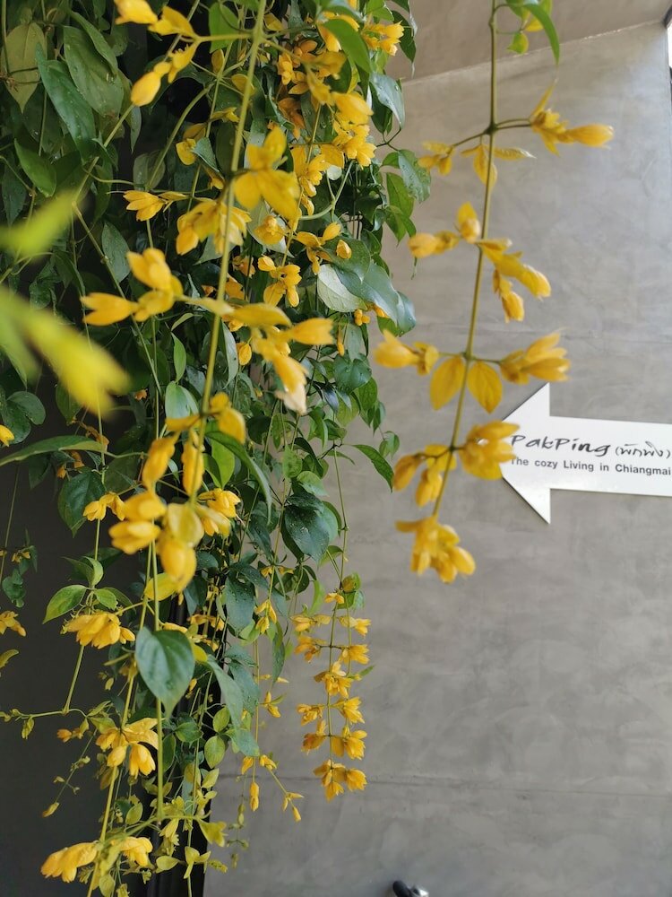 Фото Pakping The Cozy Living Chiangmai