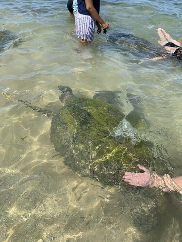 Внешний вид отеля Curry Bowl Restaurant & Turtles Rest в Хиккадуве, фото 5