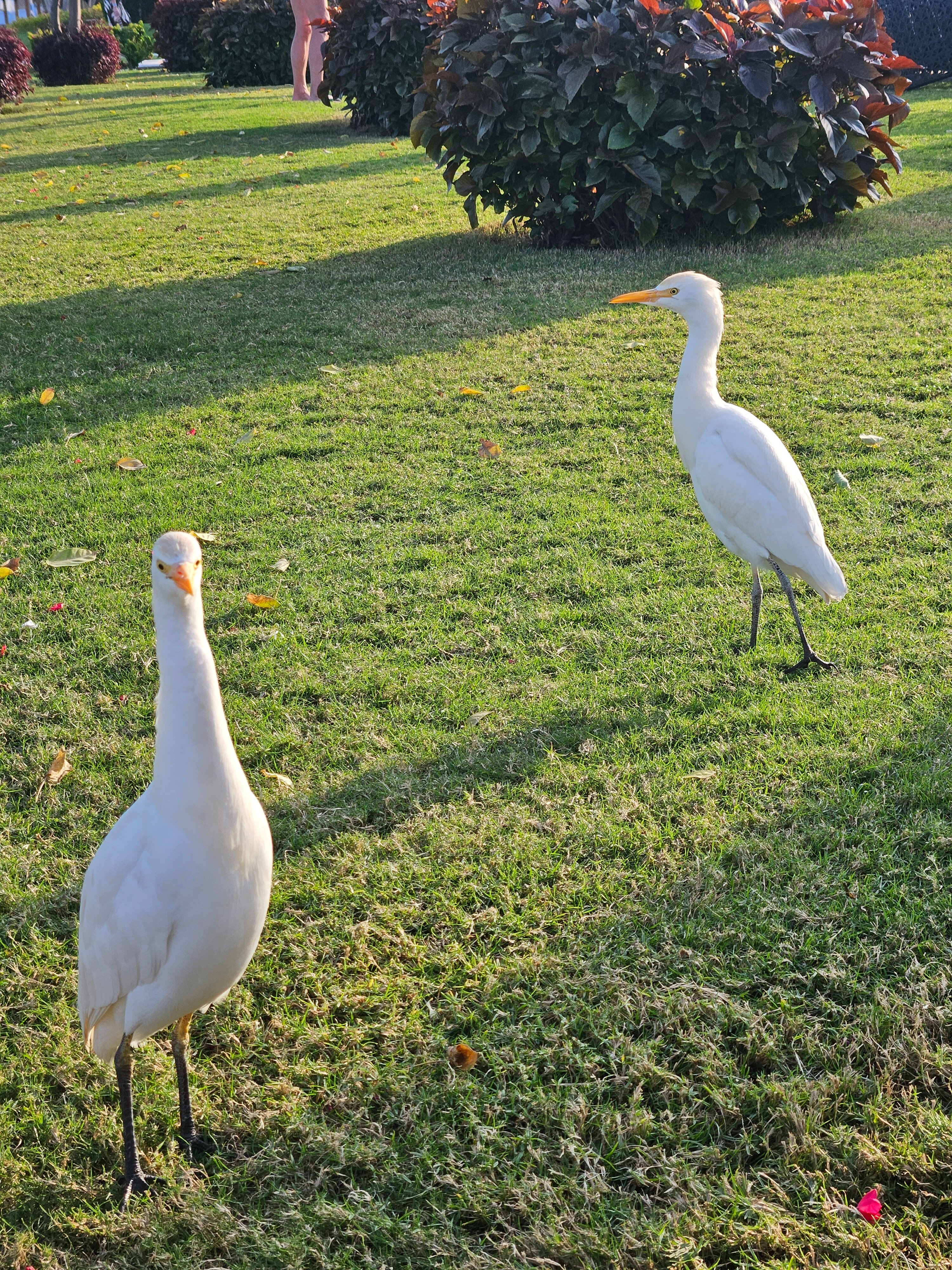 Фото Sunrise Montemare Resort Grand Select