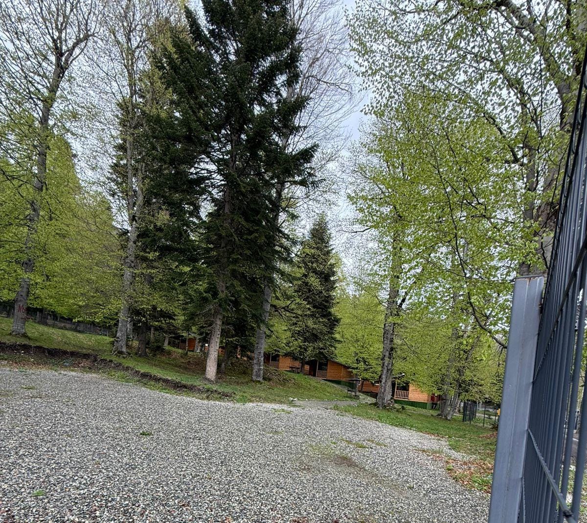 Фото Горная Мята