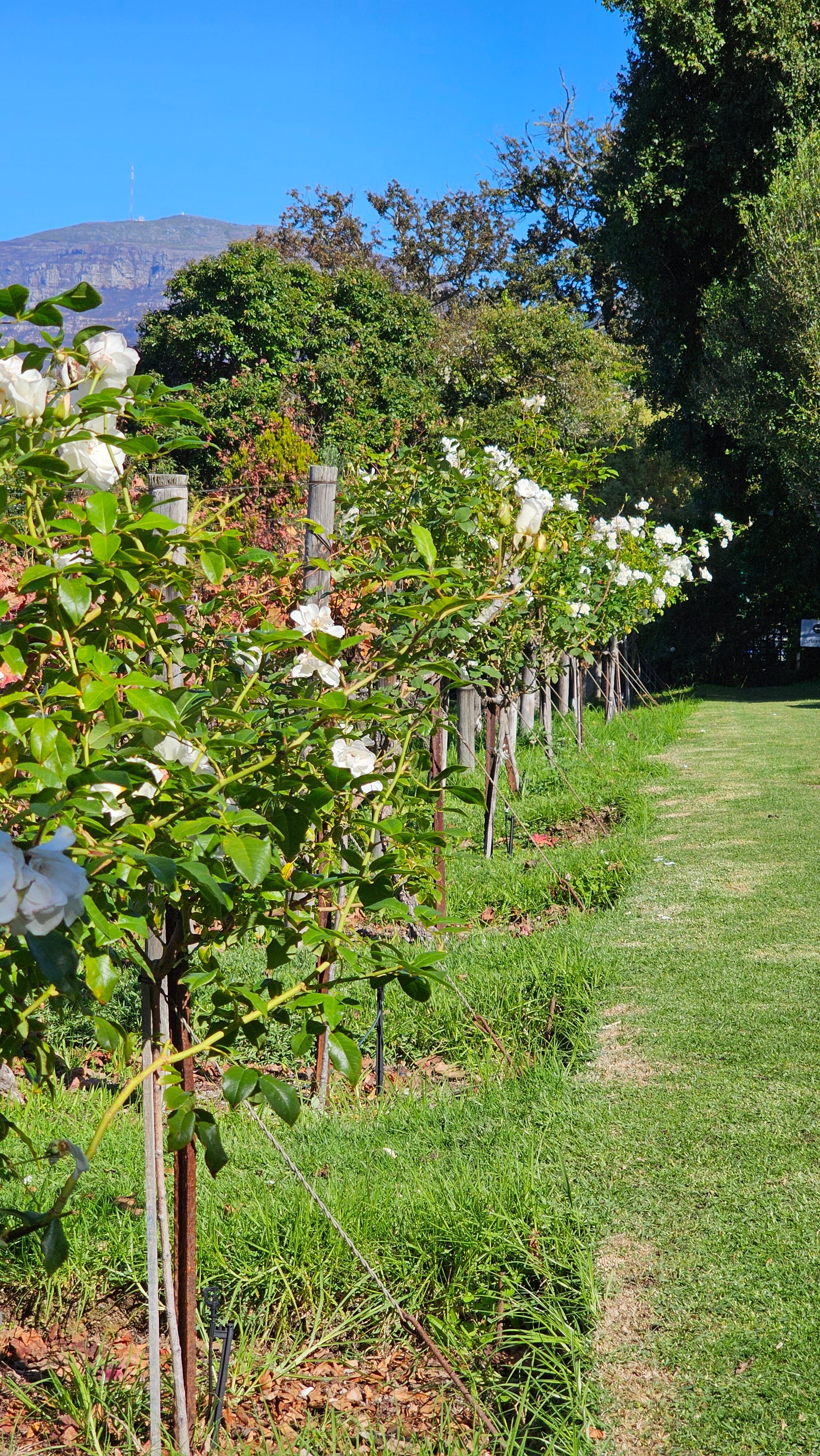 Фото The Cellars Hohenort