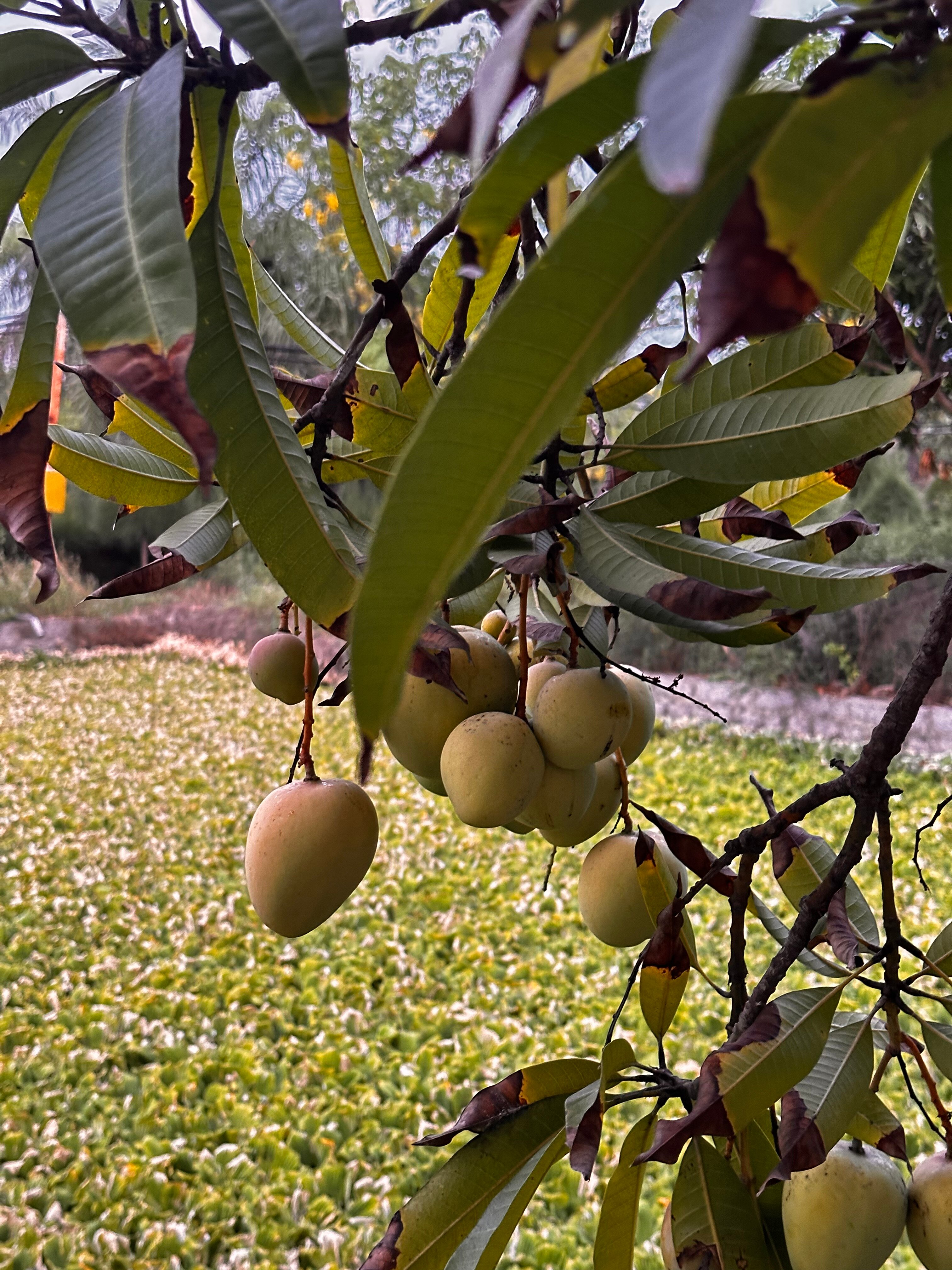 Фото Pax Ana Doc Let Resort & SPA