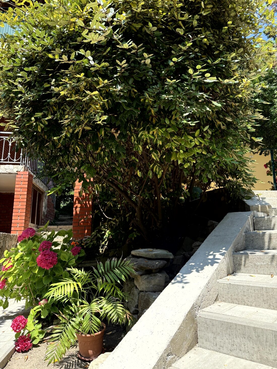 Фото Золотая рыбка