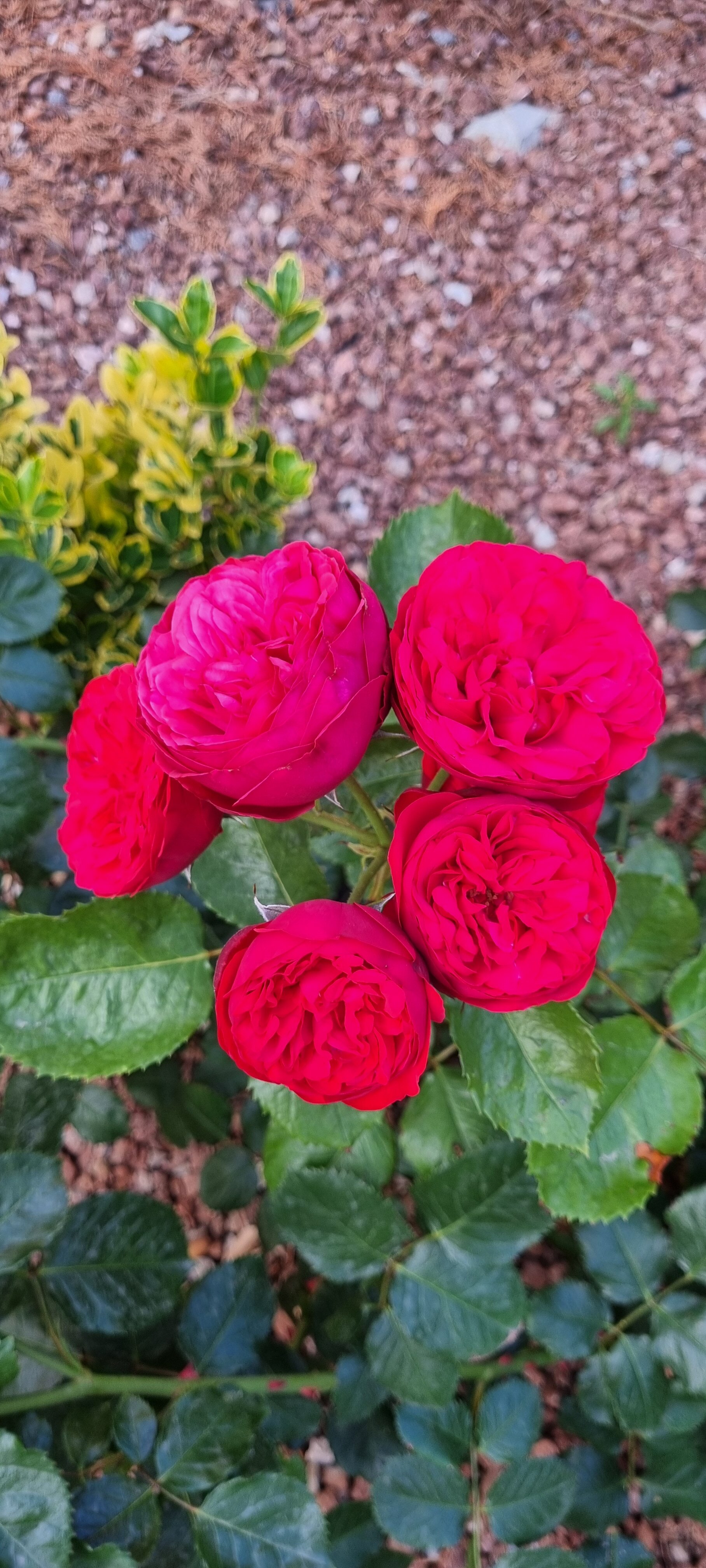 Фото Гарден Оз