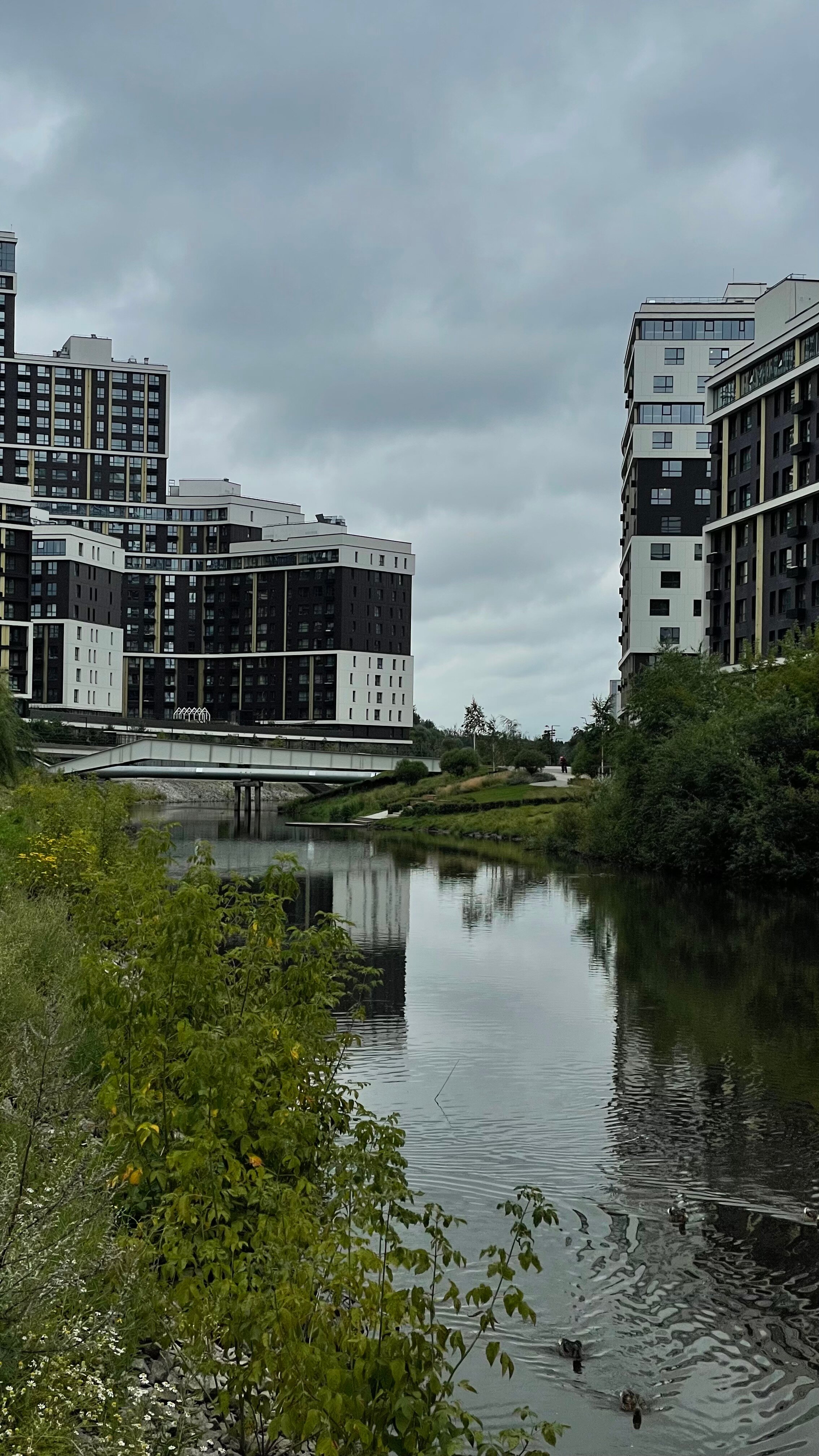 Фото Белый Клевер