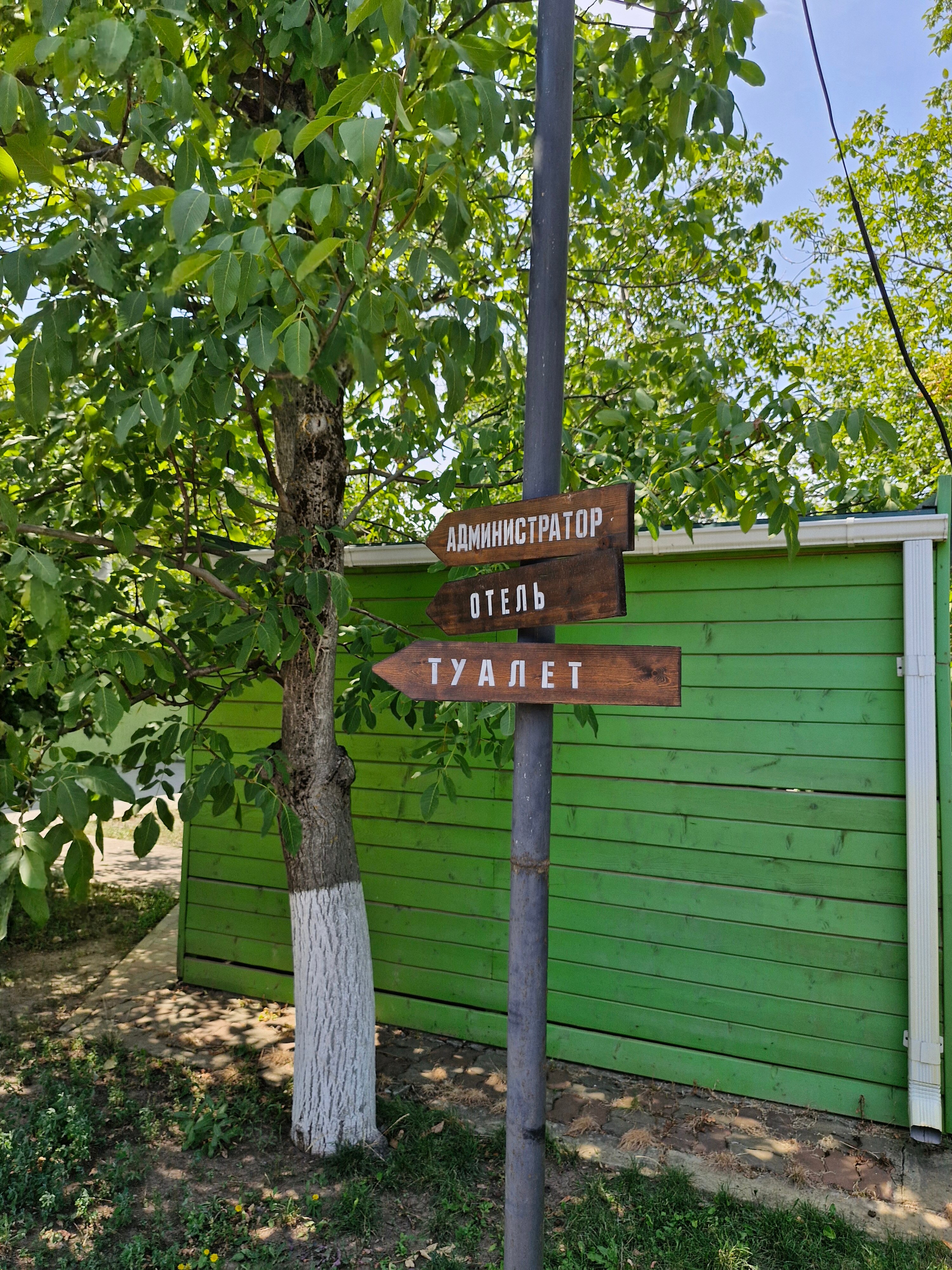 Фото Iva тенистая