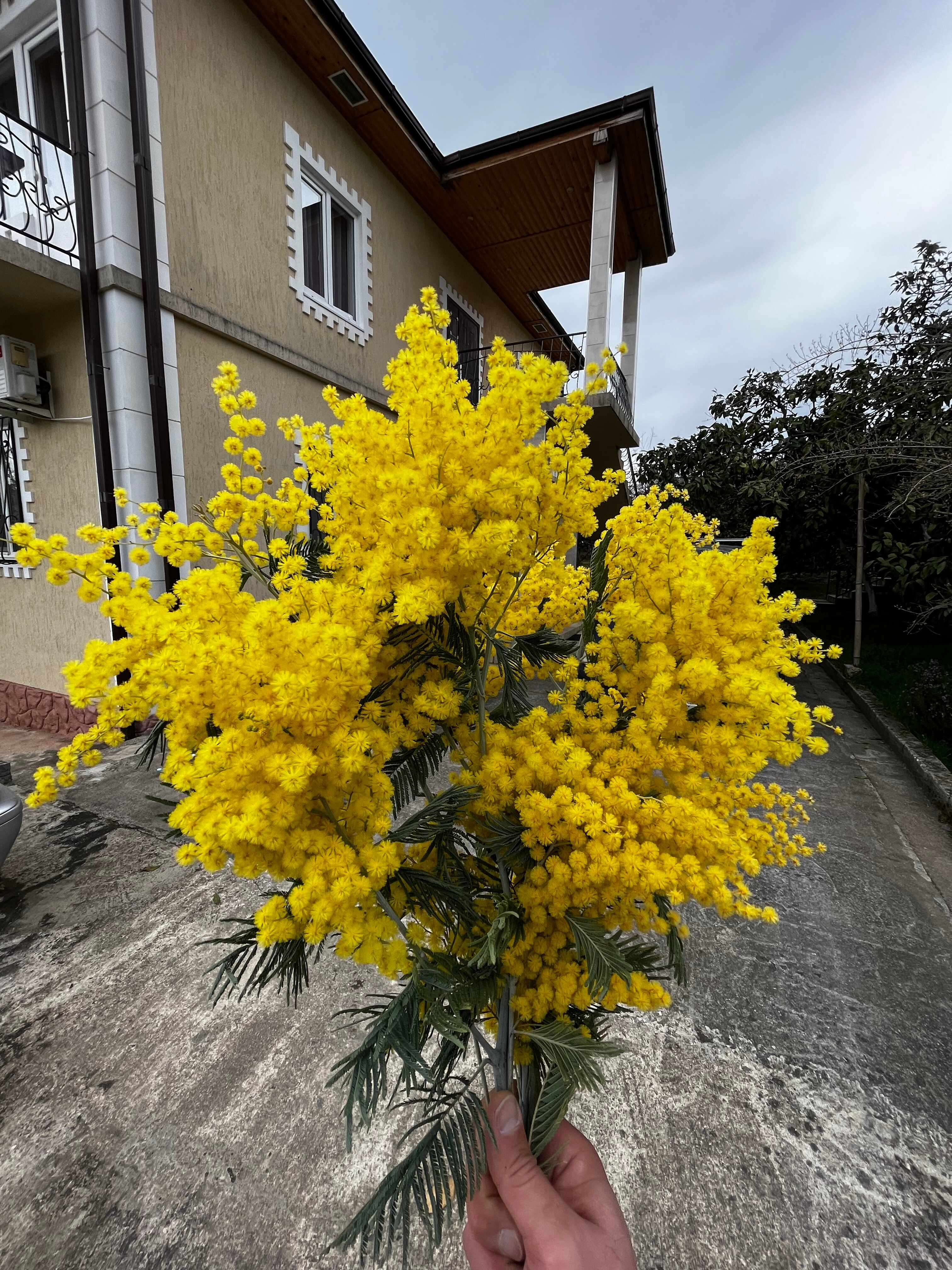 Фото Дивный Сад