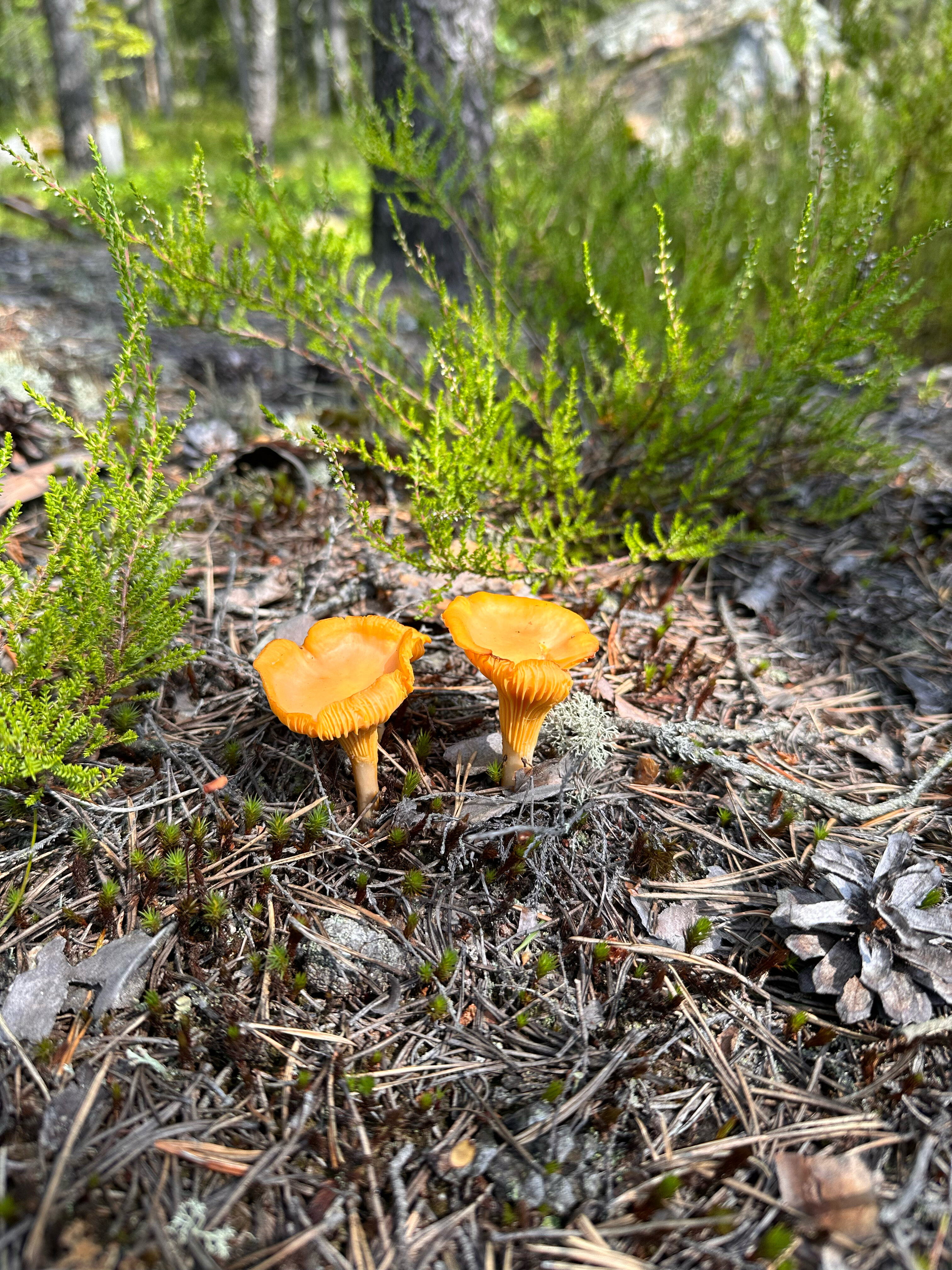 Фото Поместье Лесная бухта