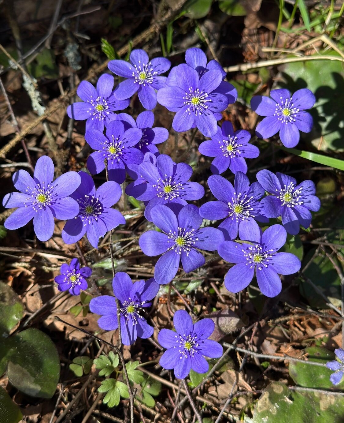 Фото Оленья ферма СудимирЪ