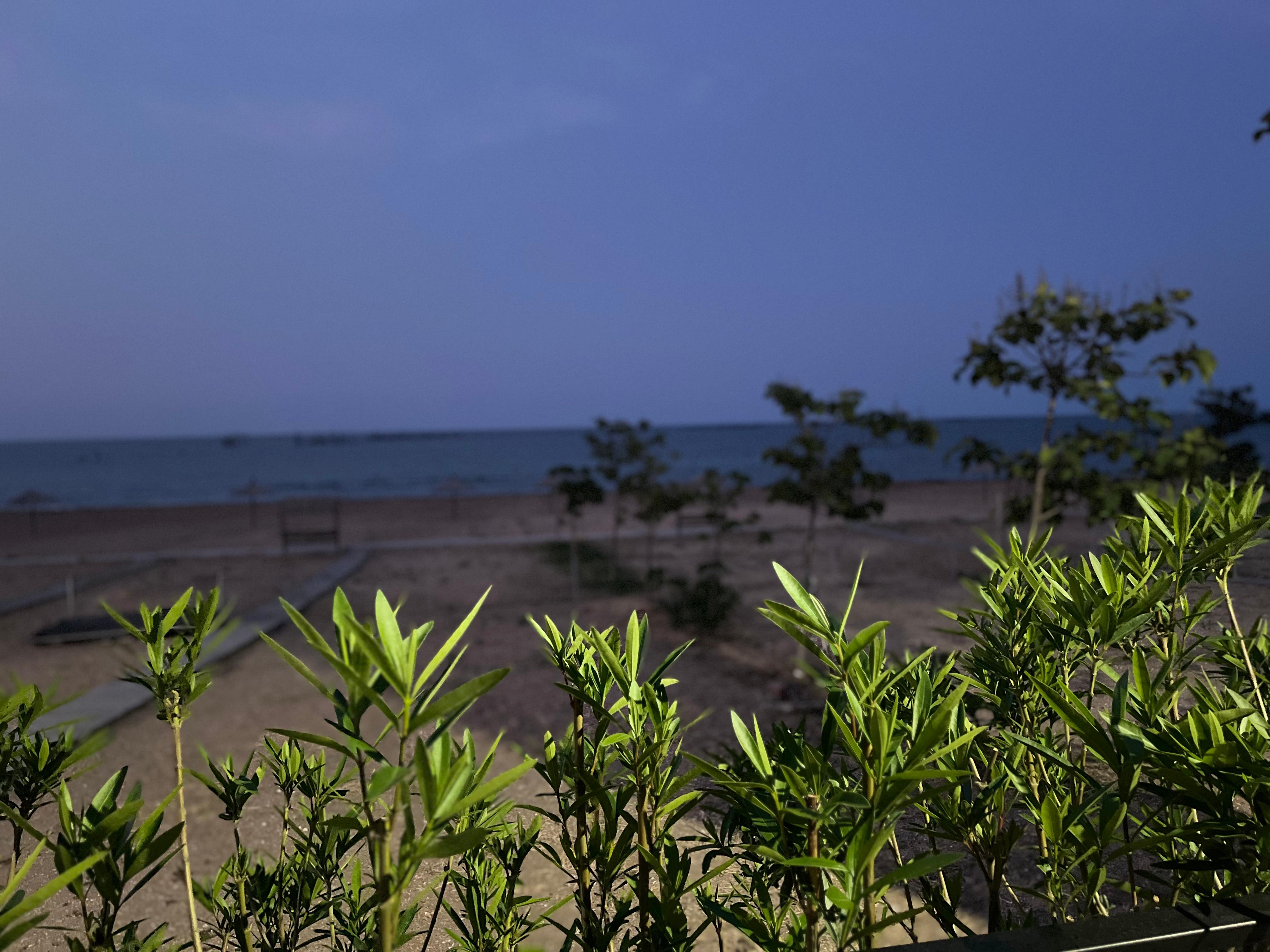 Фото Павлония