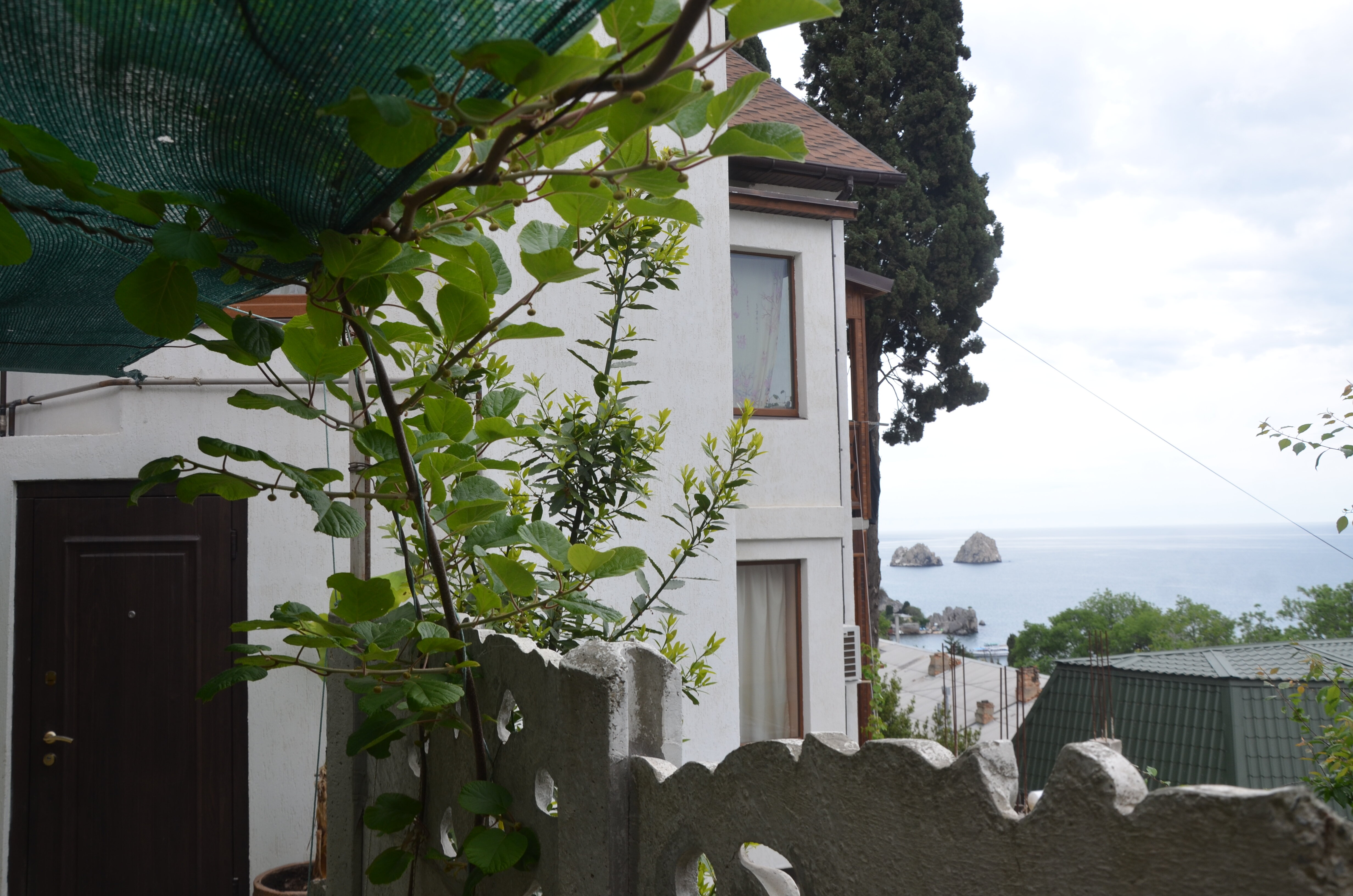 Фото Кипарис