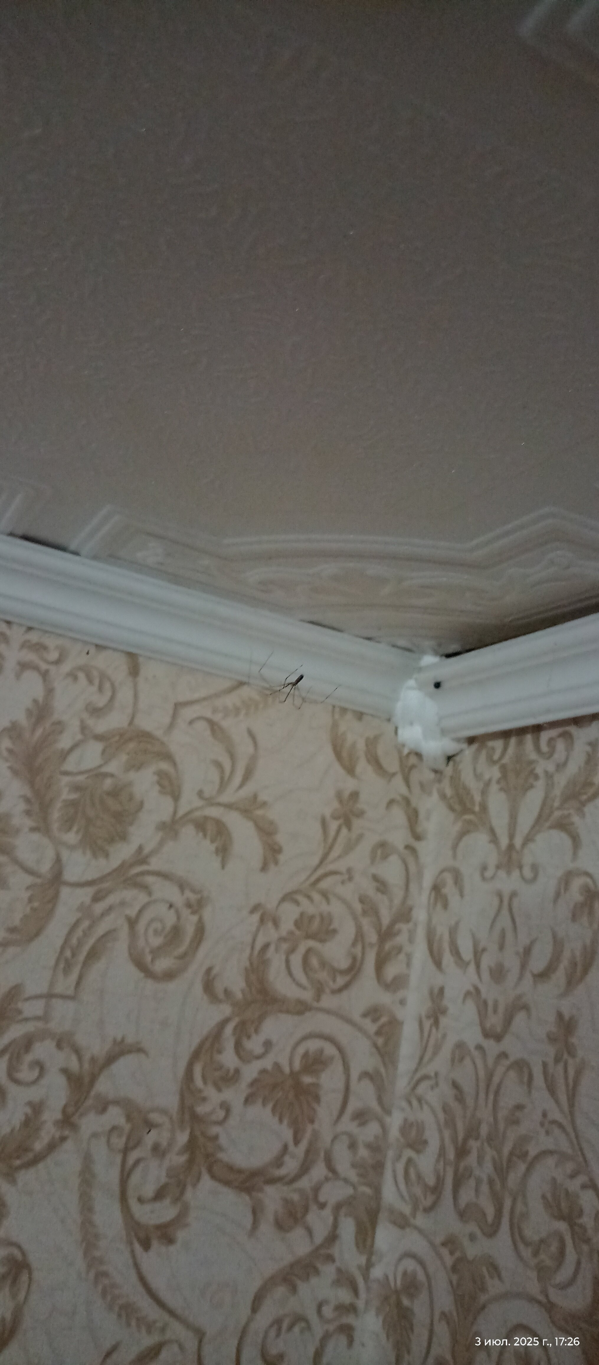 Фото Камелия