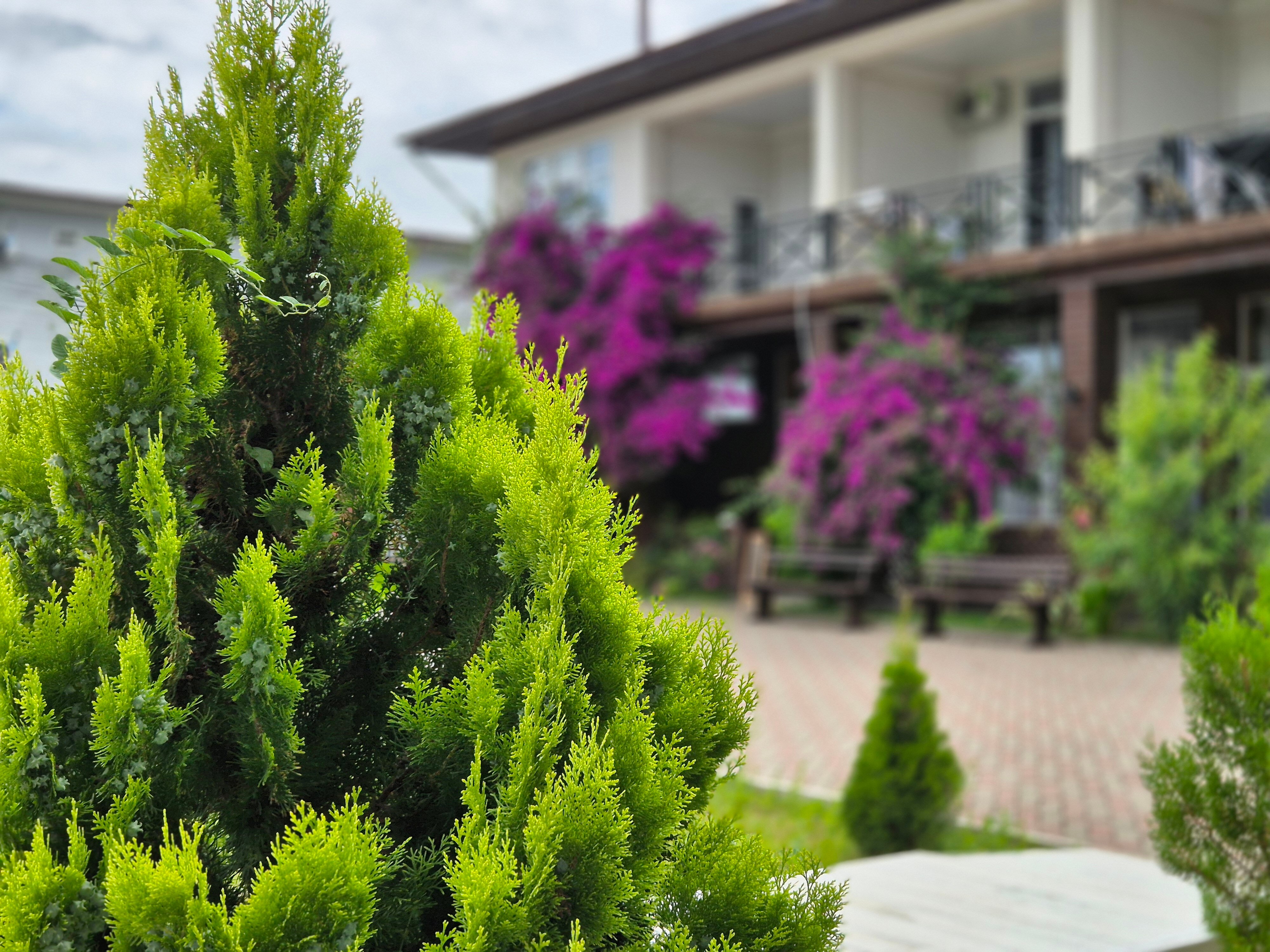 Фото Бугенвиллея